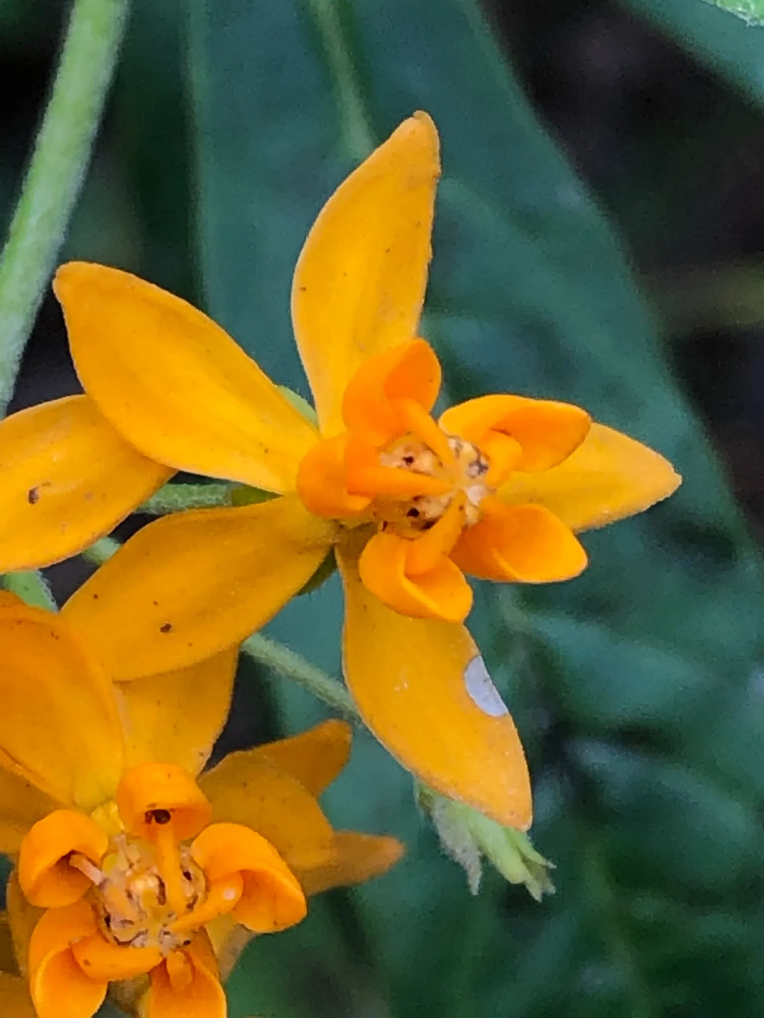 Tropical Milkweed (Asclepias Curassavica) — Space 18-24 inches apart in well-draining soil for an effervescent display