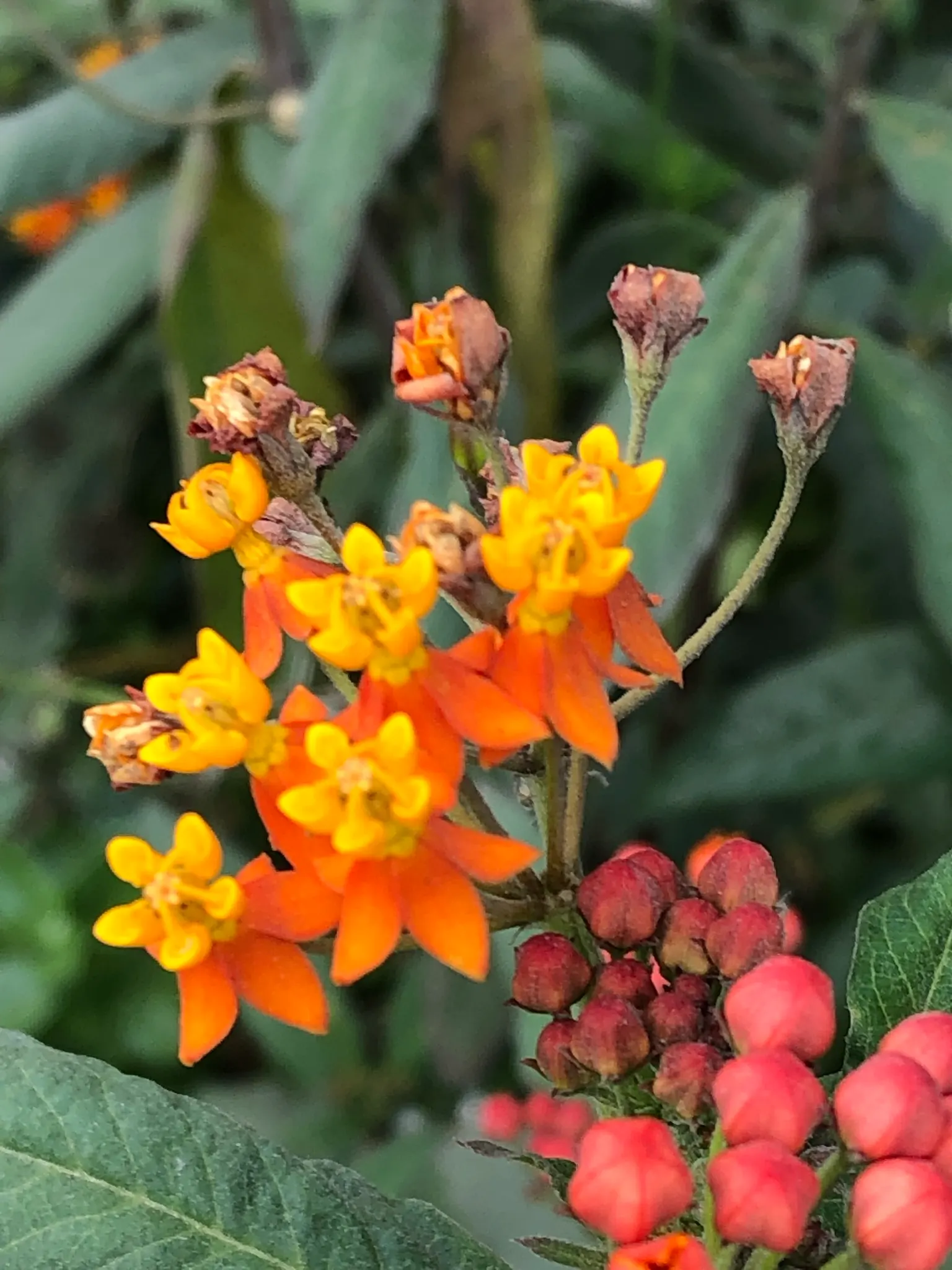 Tropical Milkweed (Asclepias Curassavica) — so caution is advised when handling; perennial for full, image 141