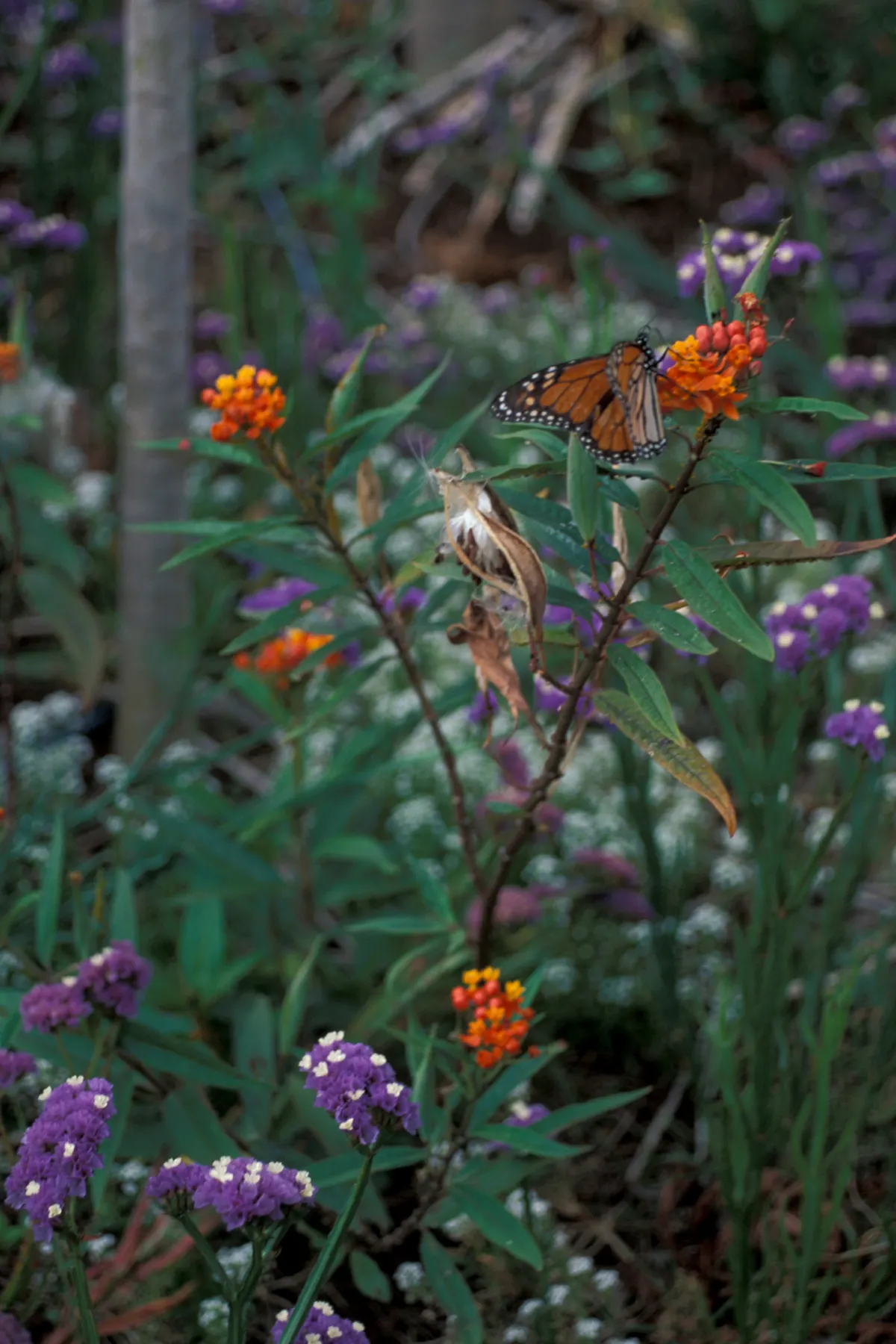 Tropical Milkweed (Asclepias Curassavica) — Asclepias curassavica is drought-tolerant once established and is typically easy to maintain; which, image 90