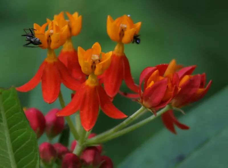 Tropical Milkweed (Asclepias Curassavica) — Its standout feature is the bold; it boasts fiery orange and red flowers, image 107