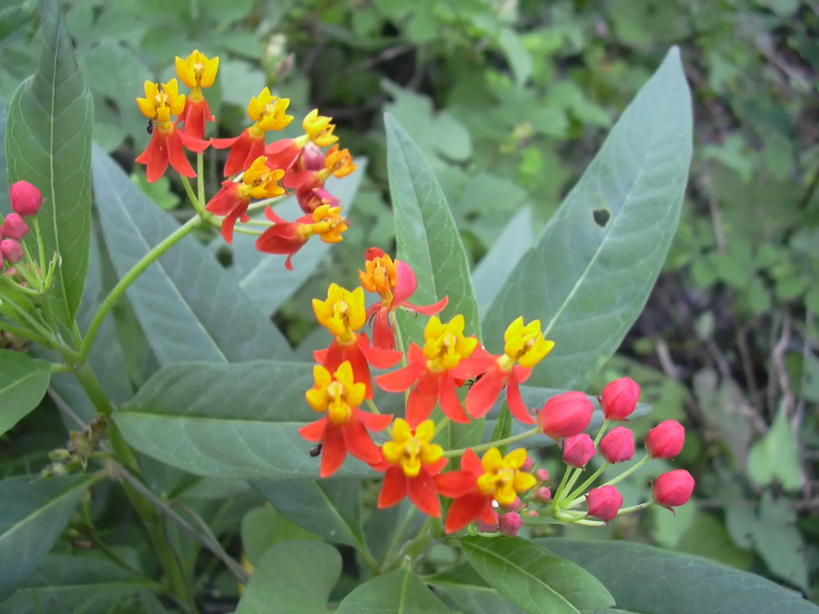 Tropical Milkweed (Asclepias Curassavica) — perennial with orange and red and yellow blooms