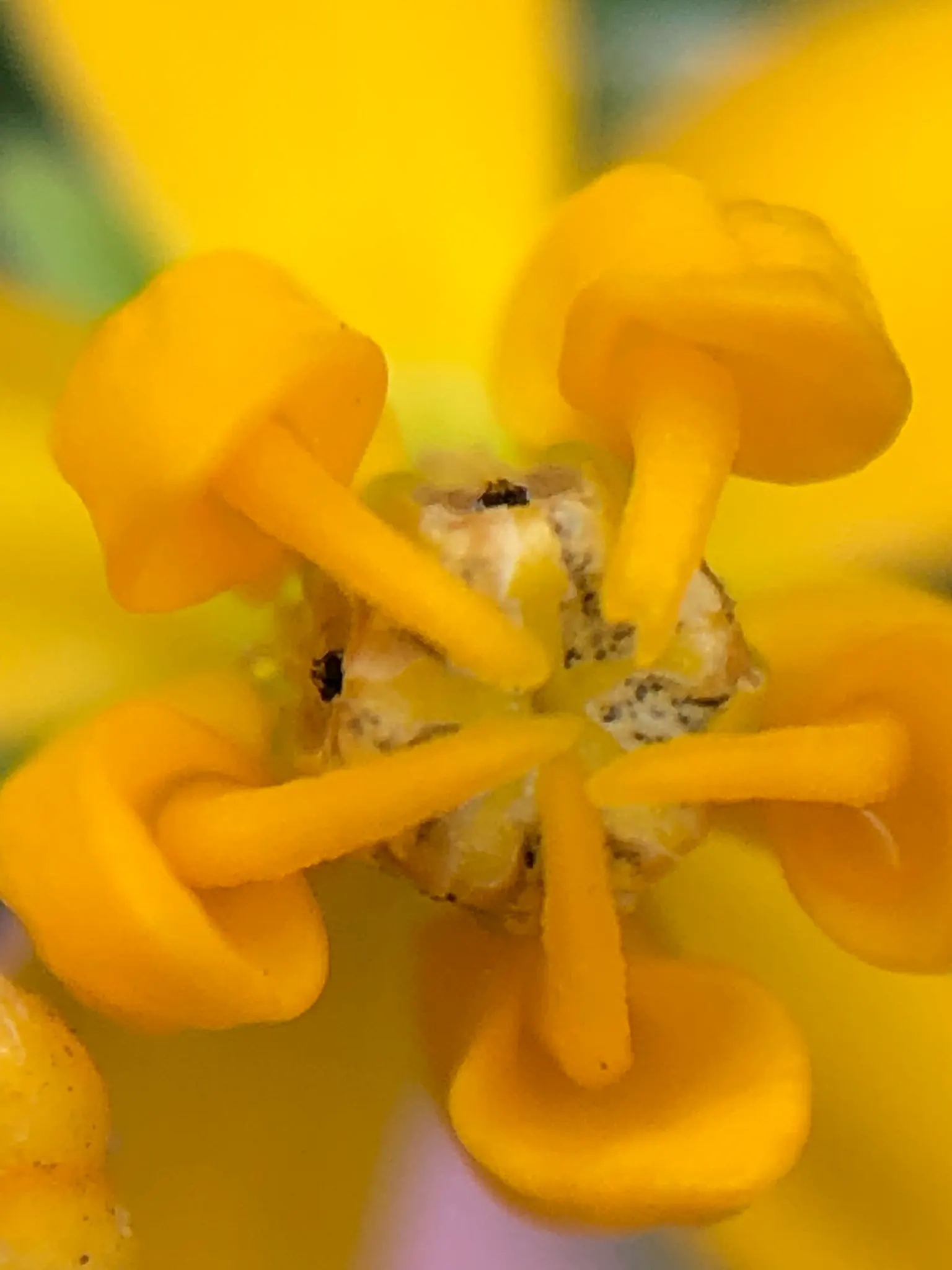 Tropical Milkweed (Asclepias Curassavica) — This species typically reaches a mature height of 2 to 3 feet with a spread of 1 to 2 feet; orange and, image 153