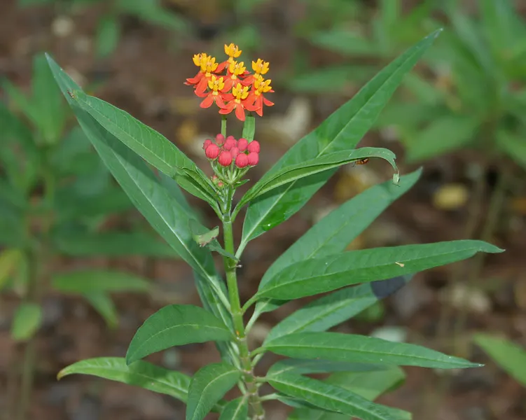 Tropical Milkweed (Asclepias Curassavica) — It boasts fiery orange and red flowers; its standout feature is the bold, image 146