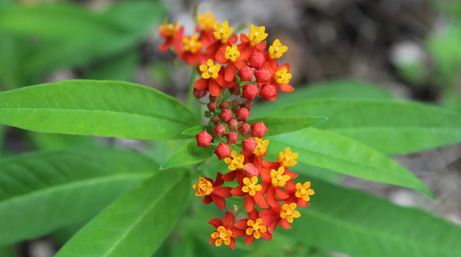Tropical Milkweed (Asclepias Curassavica) — Its standout feature is the bold; it boasts fiery orange and red flowers, image 83