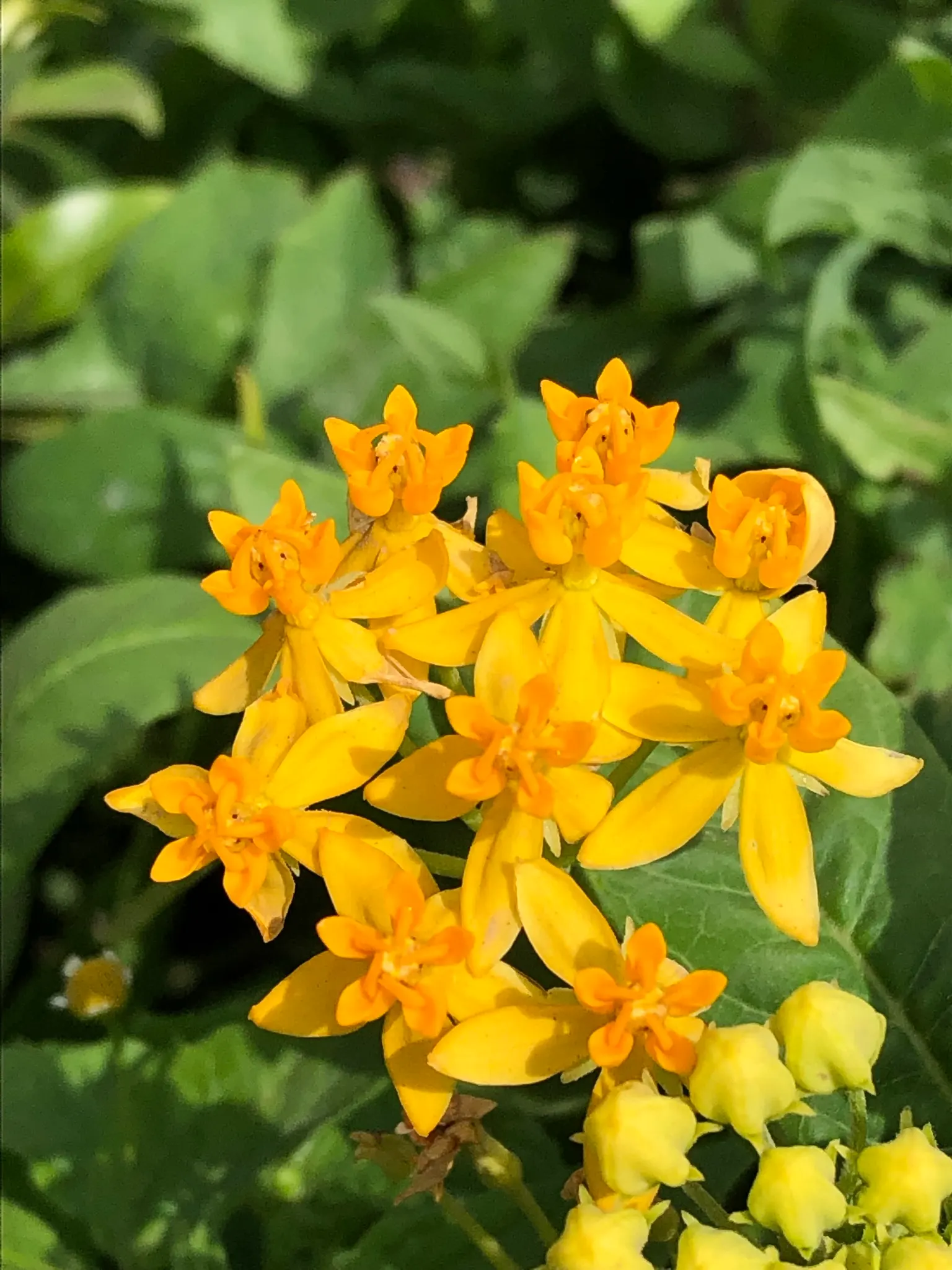 Tropical Milkweed (Asclepias Curassavica) — orange and red flower clusters known as umbels; this species typically reaches a mature height of 2 to 3 feet with