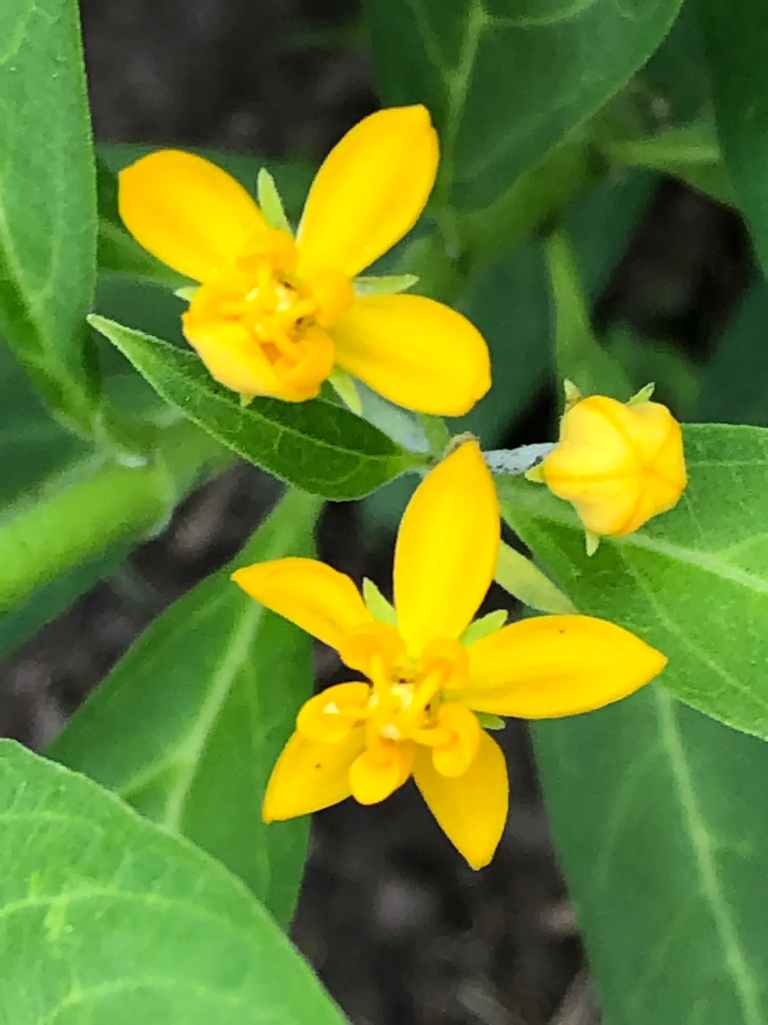 Tropical Milkweed (Asclepias Curassavica) — with a deep green hue that contrasts beautifully against the fiery blossoms; serving as a host for their larvae