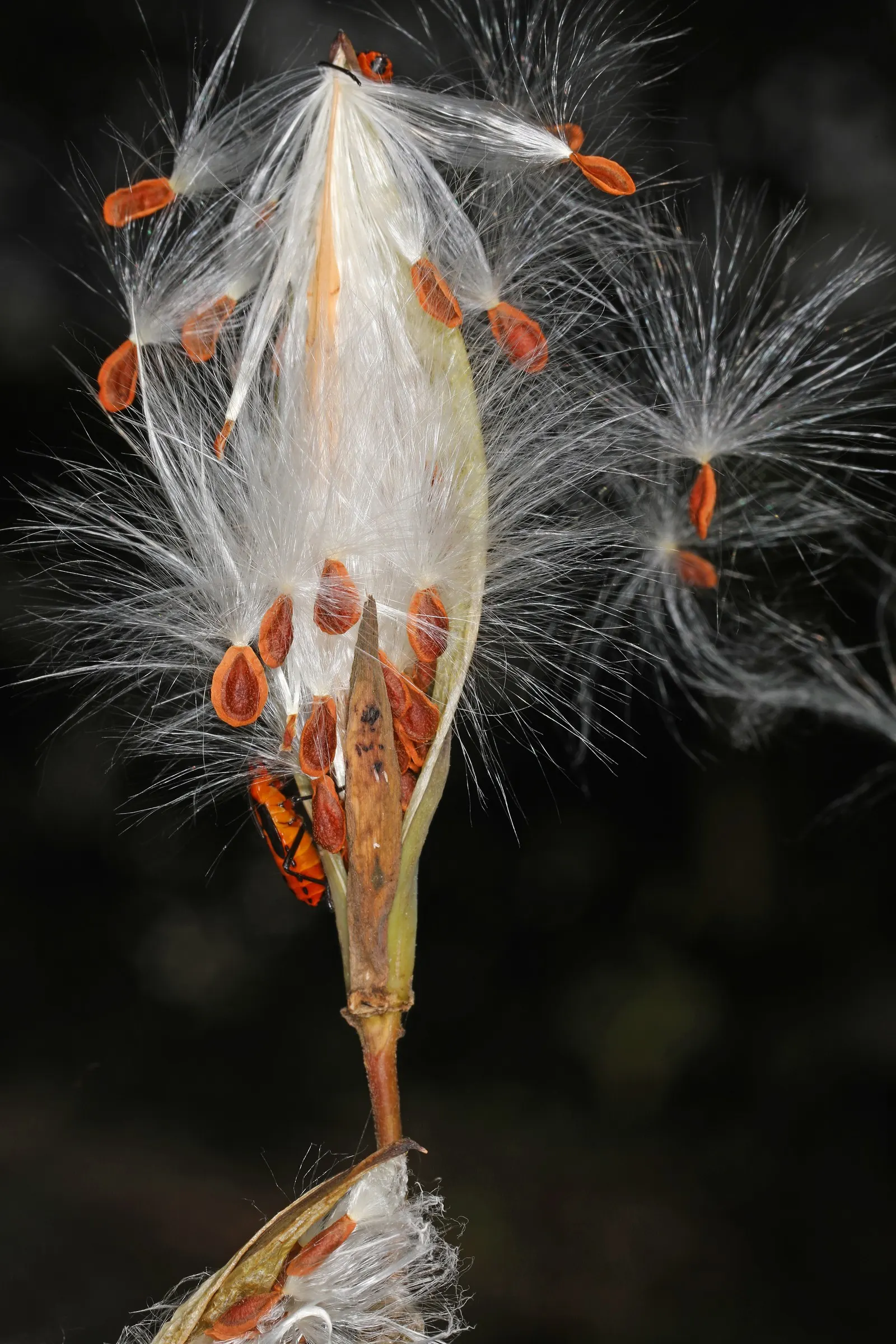 Tropical Milkweed (Asclepias Curassavica) — with a deep green hue that contrasts beautifully against the fiery blossoms