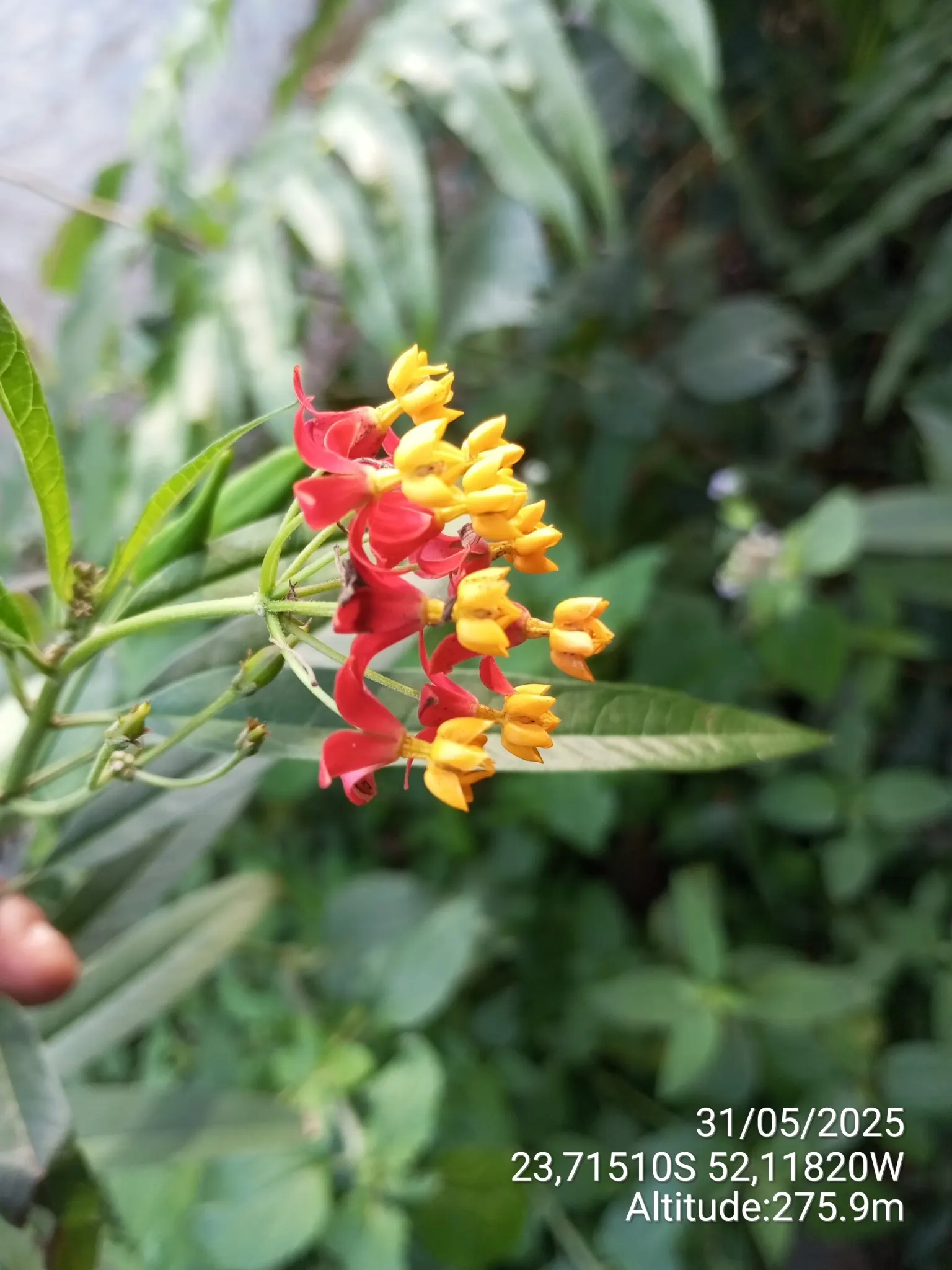 Tropical Milkweed (Asclepias Curassavica) — Its standout feature is the bold