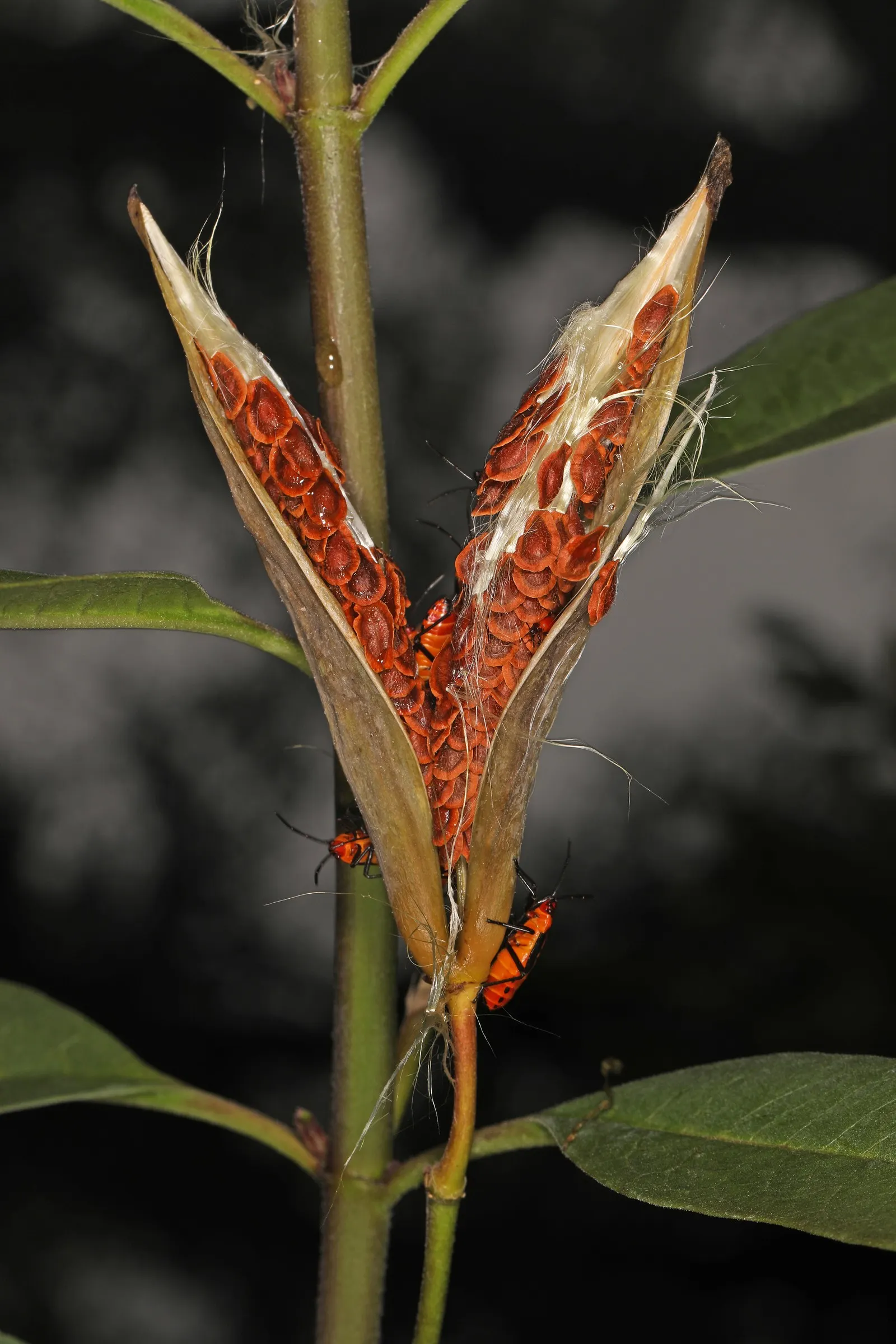 Tropical Milkweed (Asclepias Curassavica) — It boasts fiery orange and red flowers; its standout feature is the bold