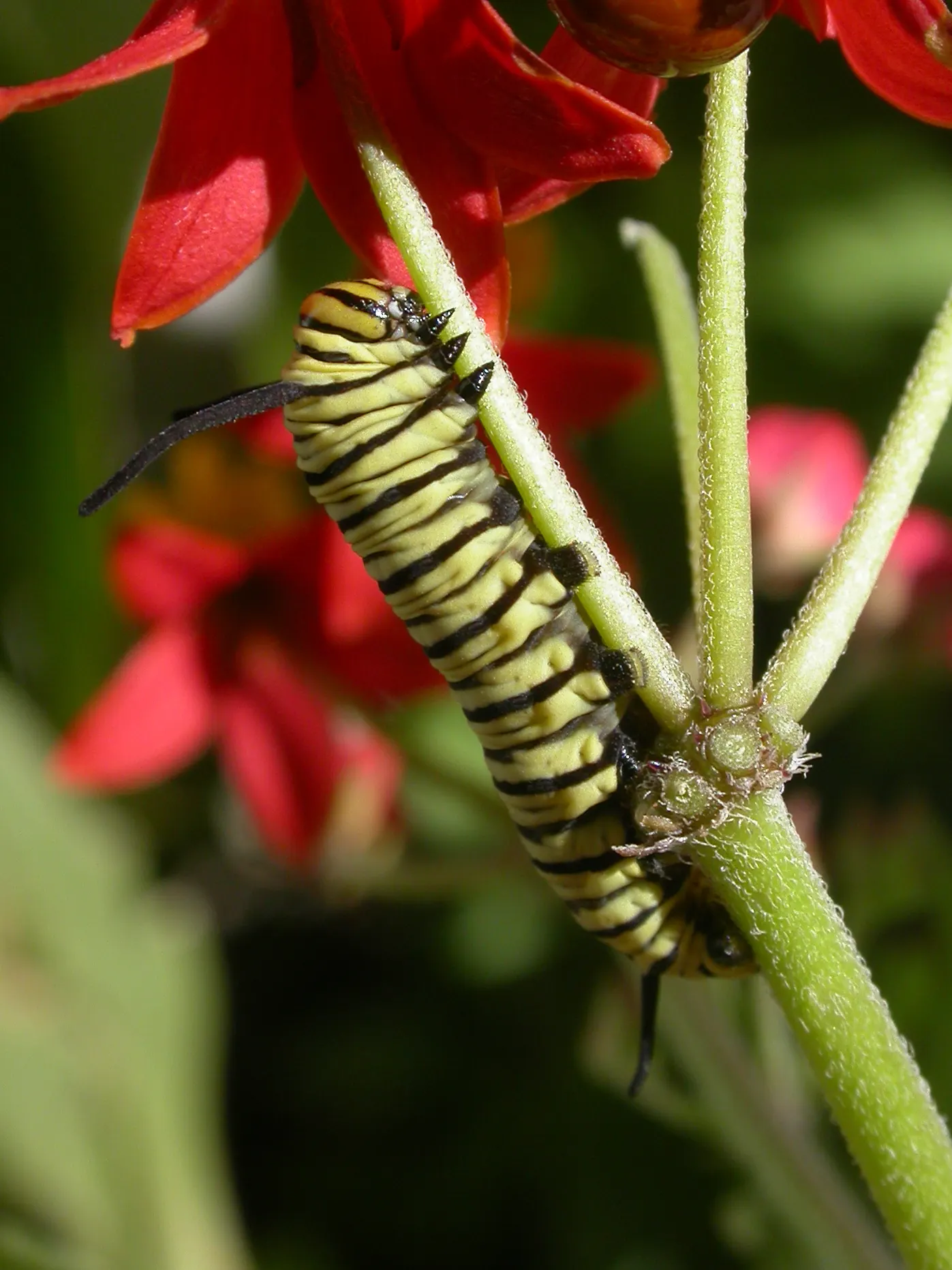 Tropical Milkweed (Asclepias Curassavica) — which bloom prolifically from early summer until the first frost; as an integral plant for pollinators, image 61