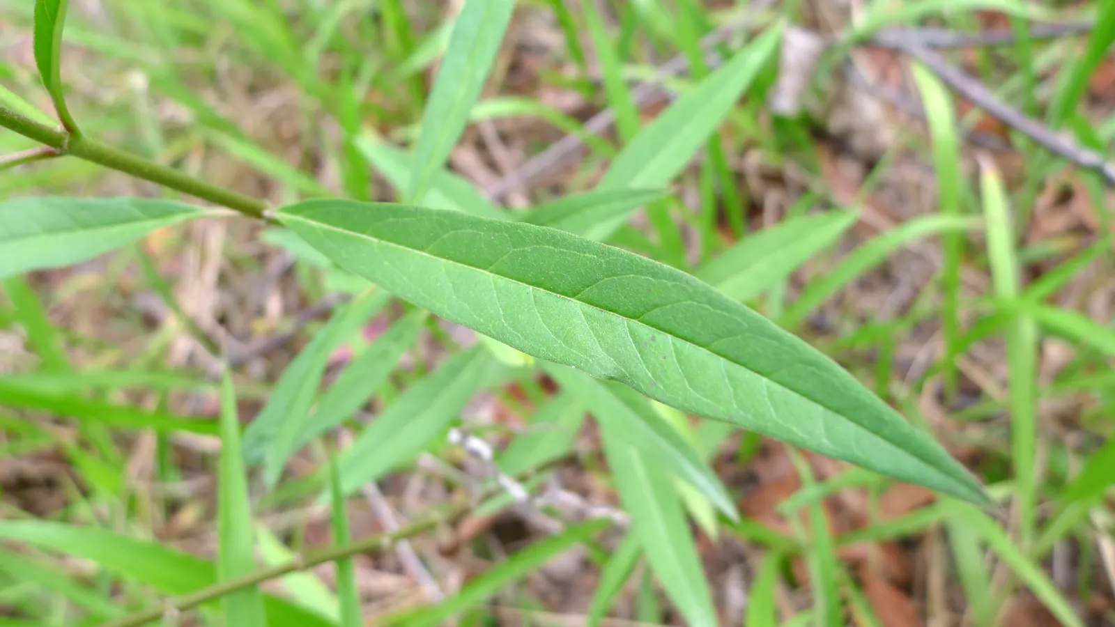 Tropical Milkweed (Asclepias Curassavica) — so caution is advised when handling; perennial for full, image 93