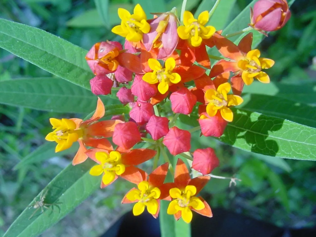 Tropical Milkweed (Asclepias Curassavica) — is a vibrant perennial that offers a striking addition to any landscape design; drought-tolerant plant, image 104
