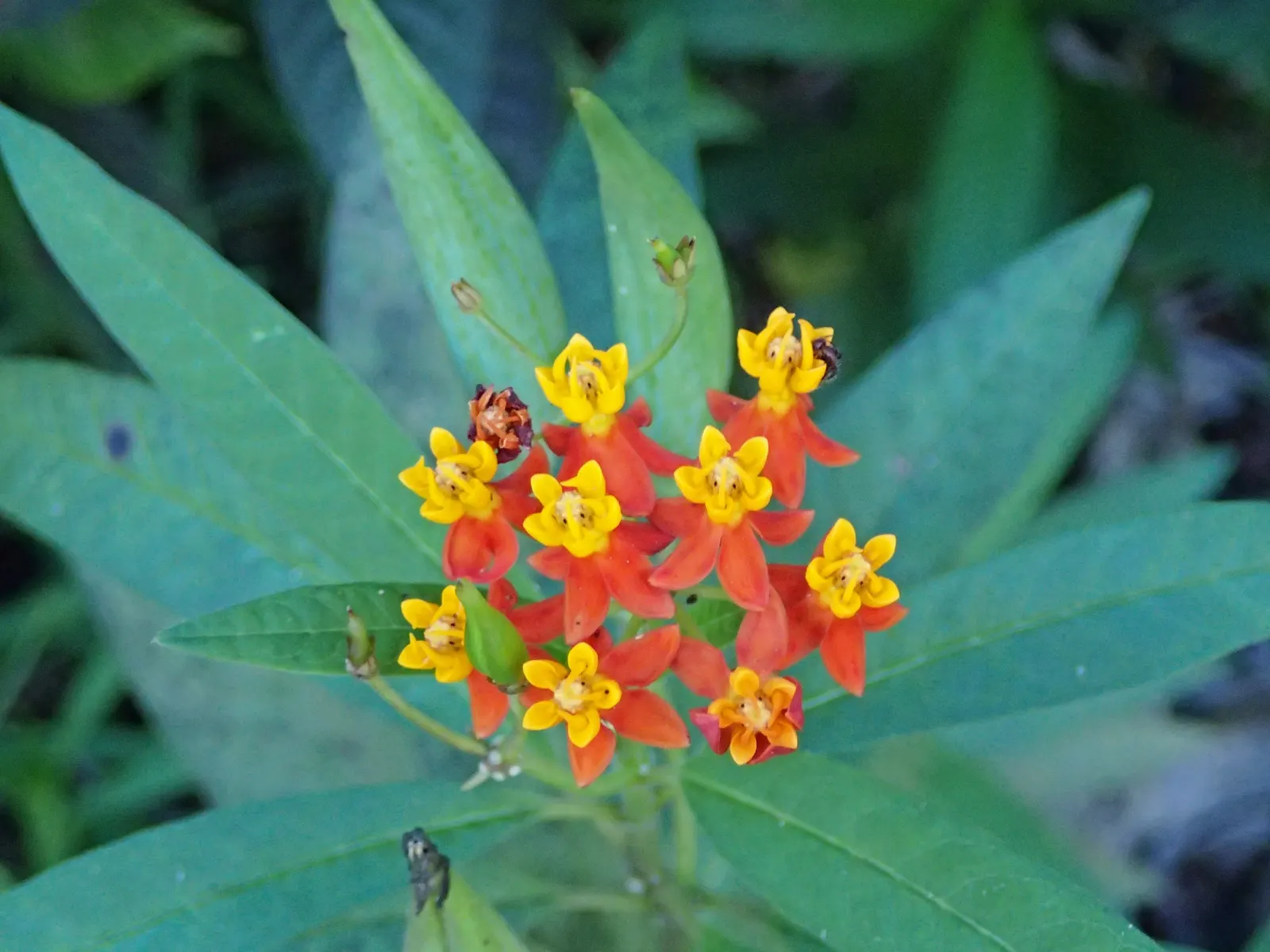 Tropical Milkweed (Asclepias Curassavica) — making it suitable for medium-sized garden spaces or as an accent in larger landscapes; it is advised, image 58