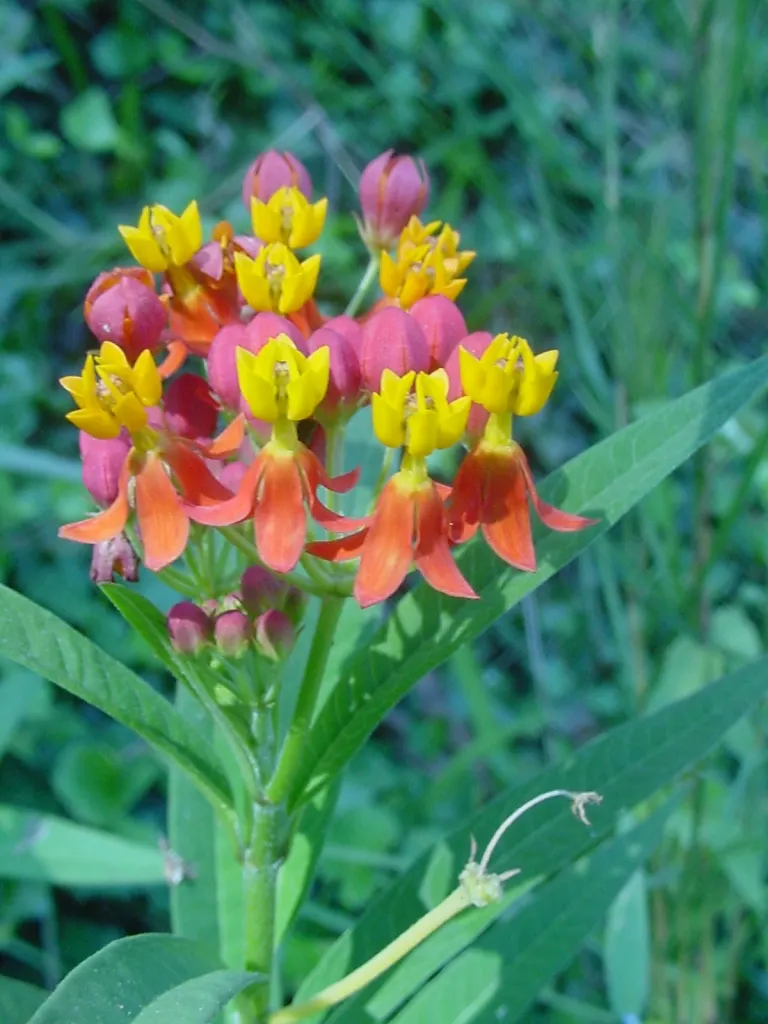 Tropical Milkweed (Asclepias Curassavica) — As an integral plant for pollinators; which bloom prolifically from early summer until the first frost, image 136