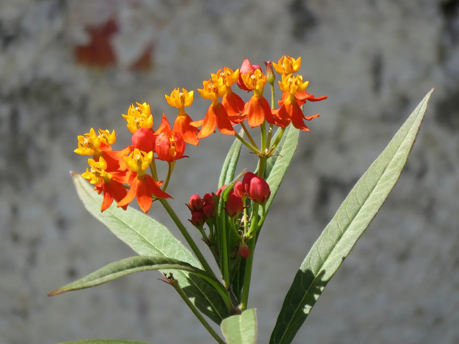 Tropical Milkweed (Asclepias Curassavica) — Space 18-24 inches apart in well-draining soil for an effervescent display; orange and red and yellow, image 151