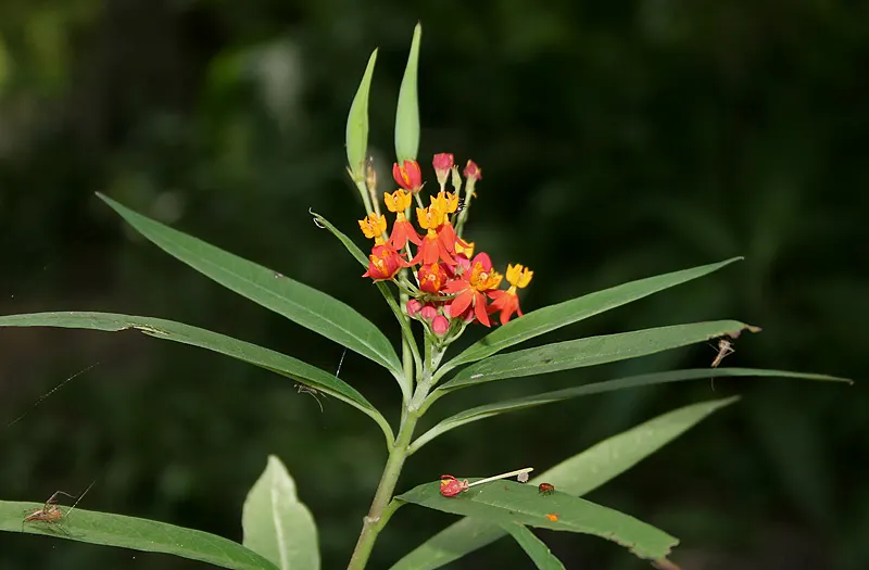 Tropical Milkweed (Asclepias Curassavica) — Space 18-24 inches apart in well-draining soil for an effervescent display; orange and red and yellow, image 79