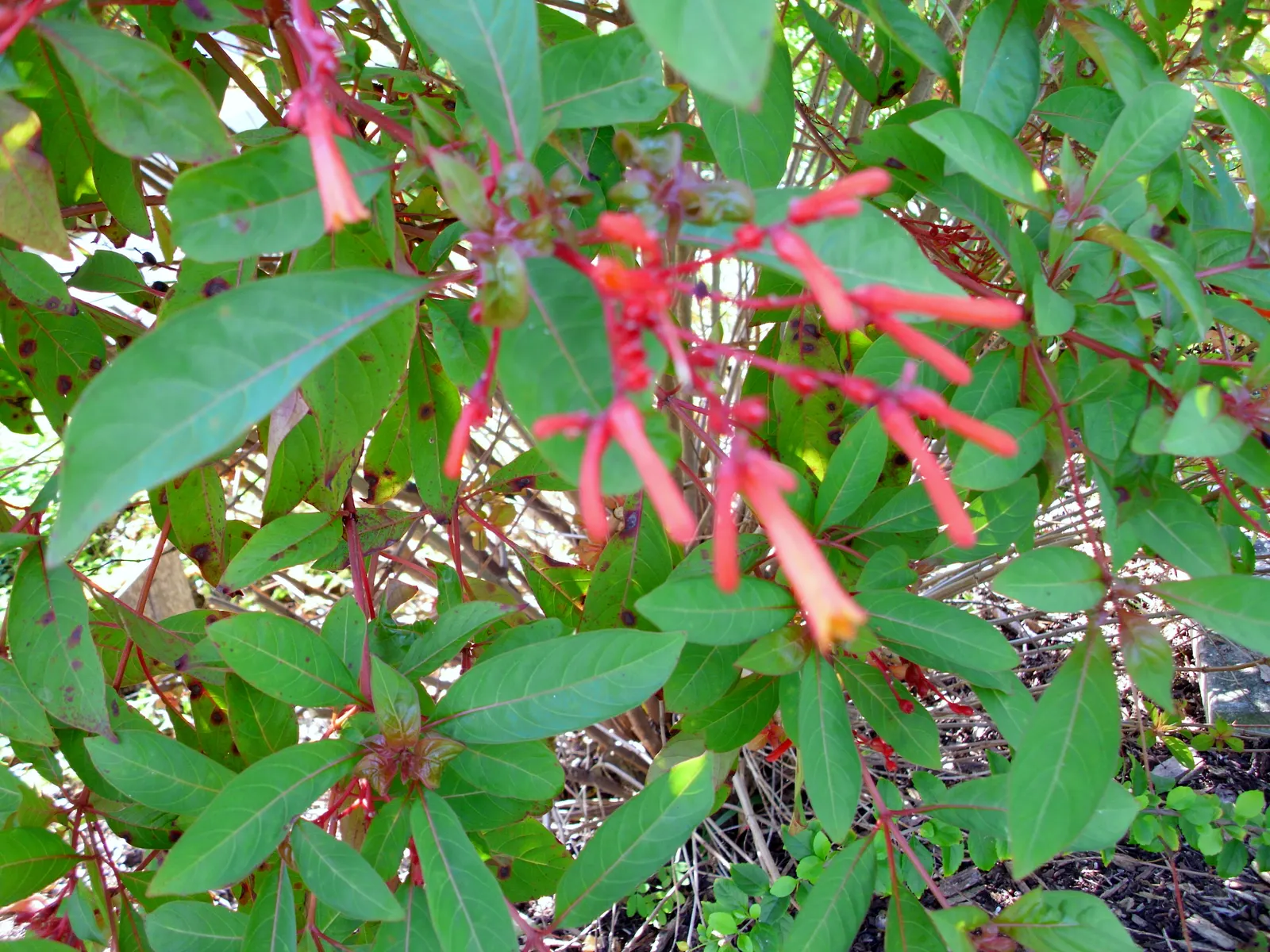 Tropical Milkweed (Asclepias Curassavica) — drought-tolerant plant is an invaluable resource for Monarch butterflies; is a vibrant perennial that offers a