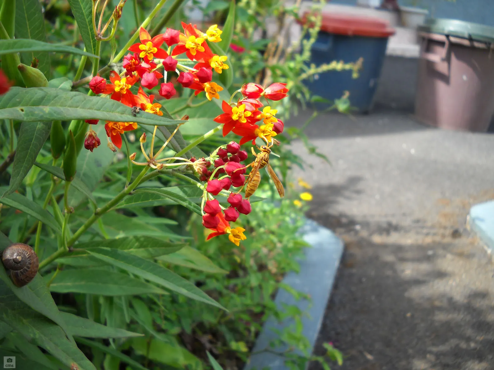 Tropical Milkweed (Asclepias Curassavica) — orange and red flower clusters known as umbels; this species typically reaches a mature height of 2 to, image 108