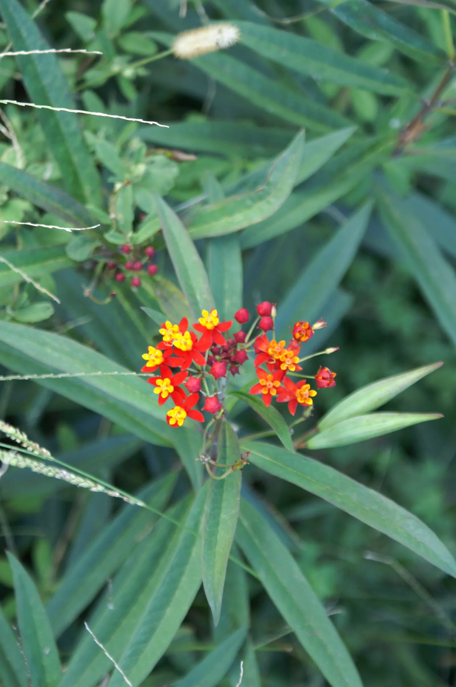 Tropical Milkweed (Asclepias Curassavica) — perennial for full; so caution is advised when handling, image 72