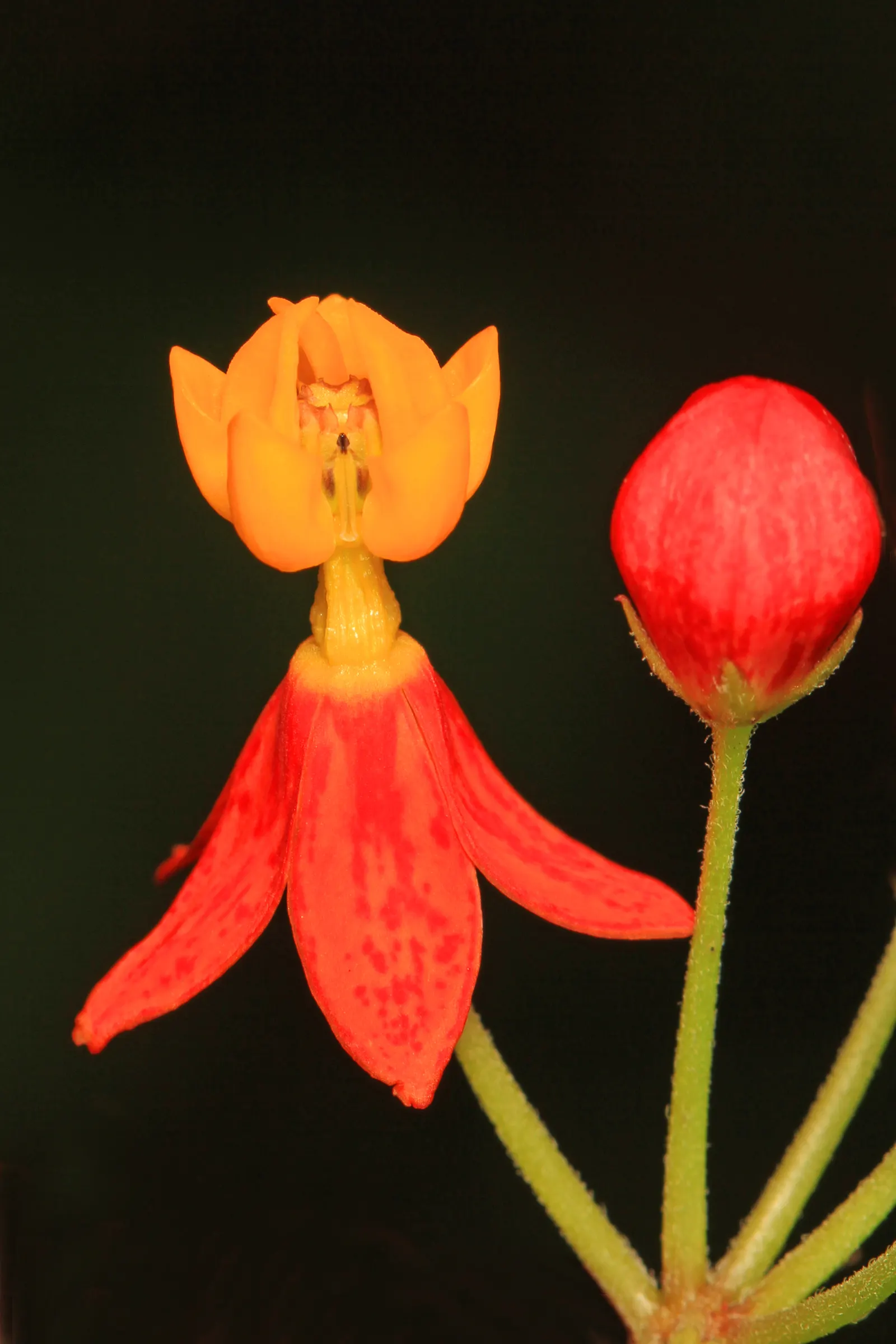 Tropical Milkweed (Asclepias Curassavica) — It boasts fiery orange and red flowers