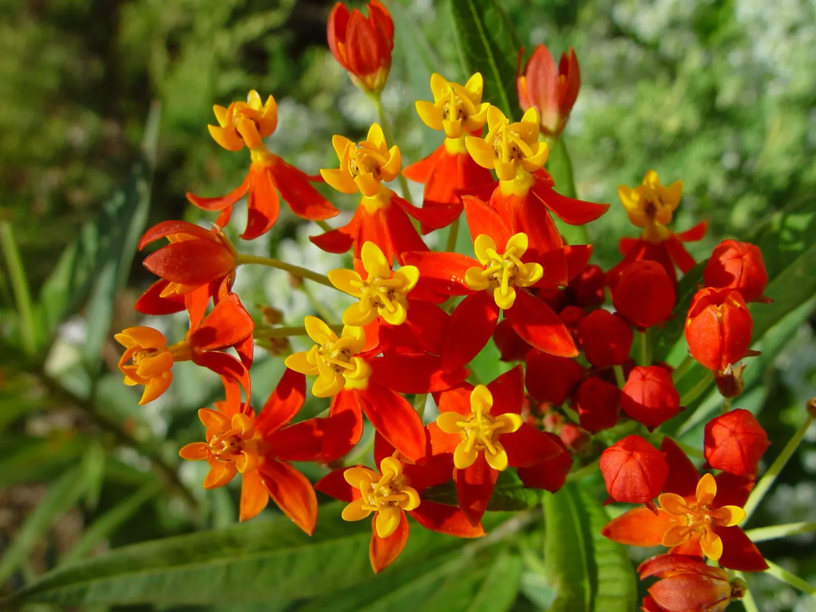 Tropical Milkweed (Asclepias Curassavica) — with a deep green hue that contrasts beautifully against the fiery blossoms; serving as a host for, image 159