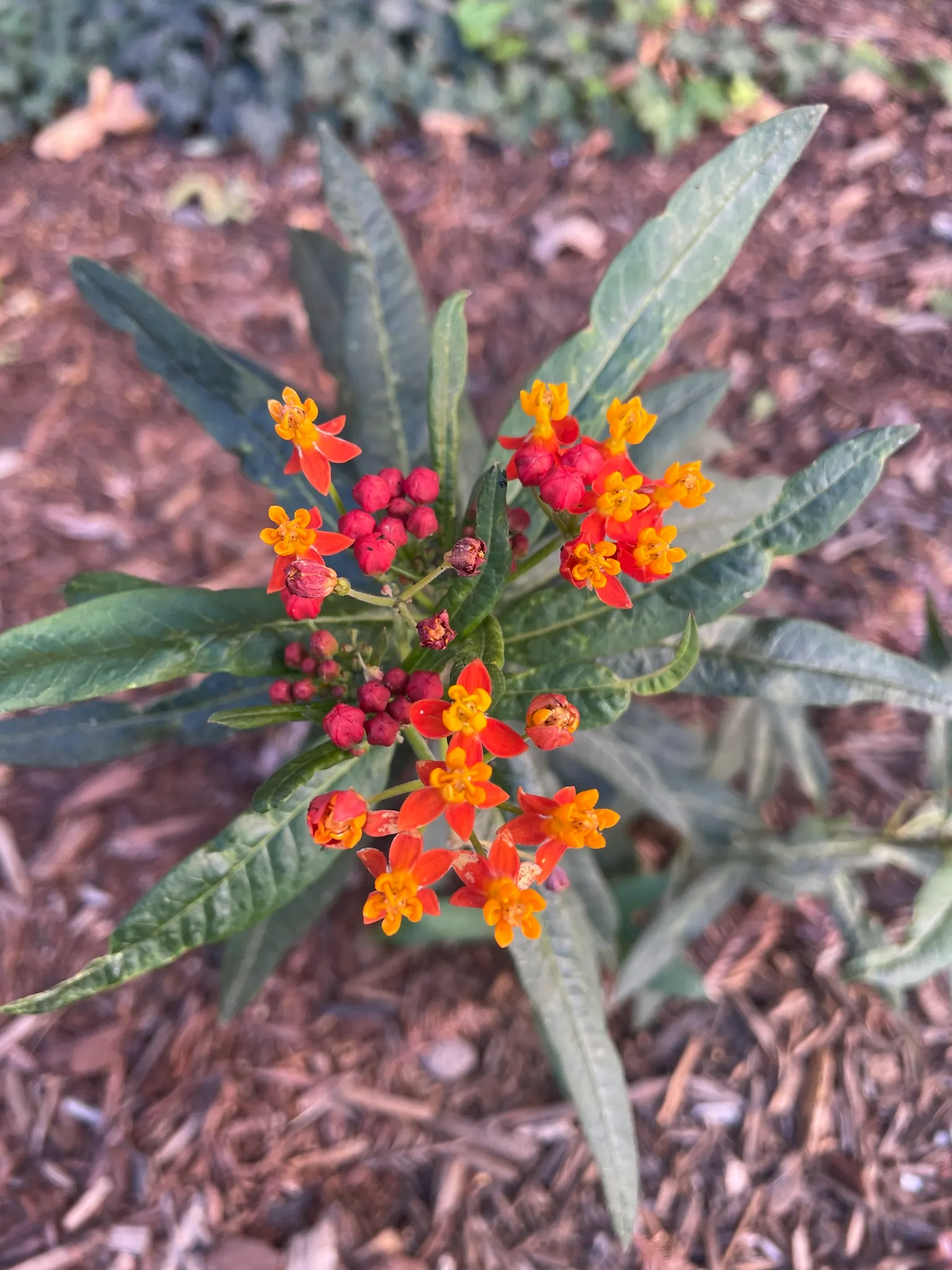 Tropical Milkweed (Asclepias Curassavica) — making it suitable for medium-sized garden spaces or as an accent in larger landscapes; it is advised, image 106