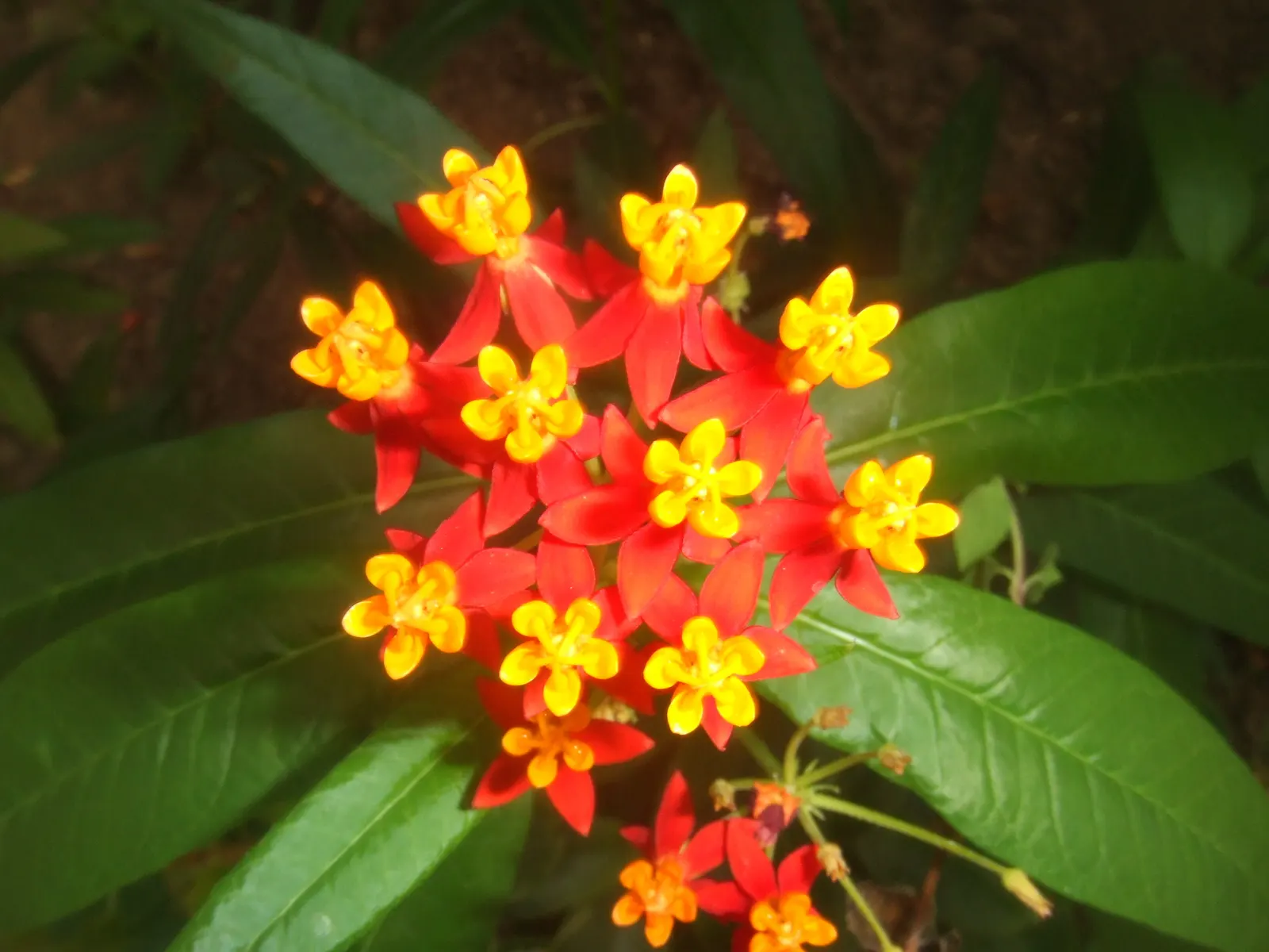 Tropical Milkweed (Asclepias Curassavica) — perennial for full; so caution is advised when handling