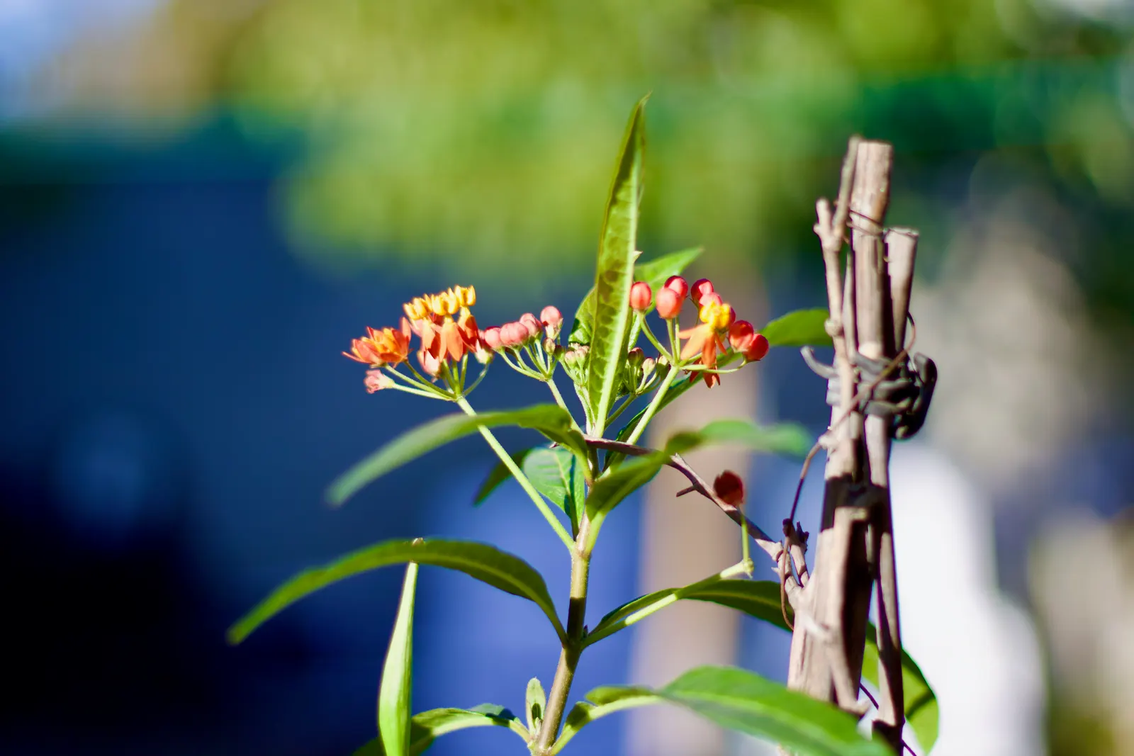 Tropical Milkweed (Asclepias Curassavica) — It is advised to space these plants 12 to 18 inches apart to allow for adequate air circulation and, image 67