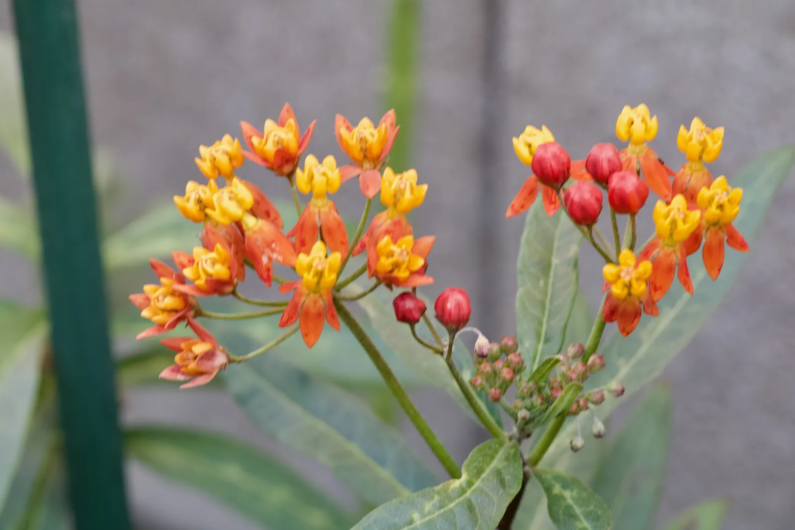 Tropical Milkweed (Asclepias Curassavica) — When proposing this plant for a garden; it is particularly known for attracting monarch butterflies, image 140