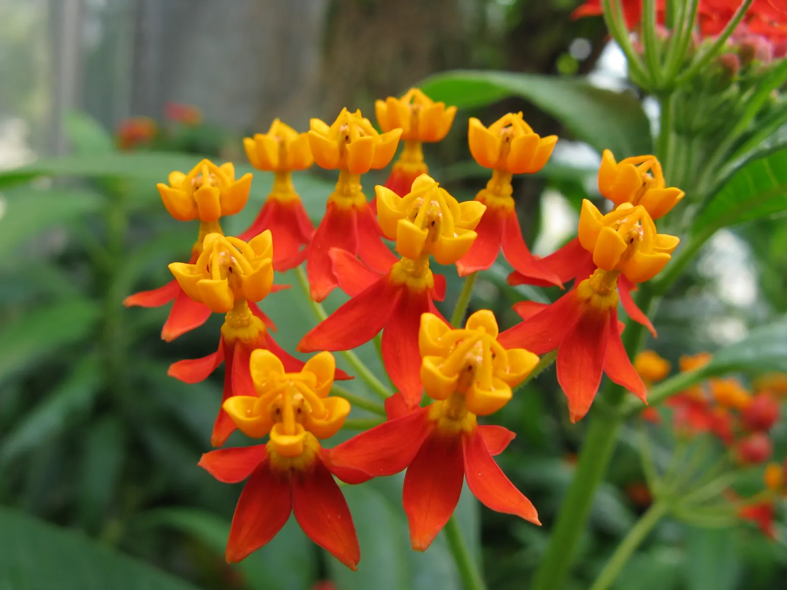 Tropical Milkweed (Asclepias Curassavica) — is a vibrant perennial that offers a striking addition to any landscape design; drought-tolerant plant, image 80