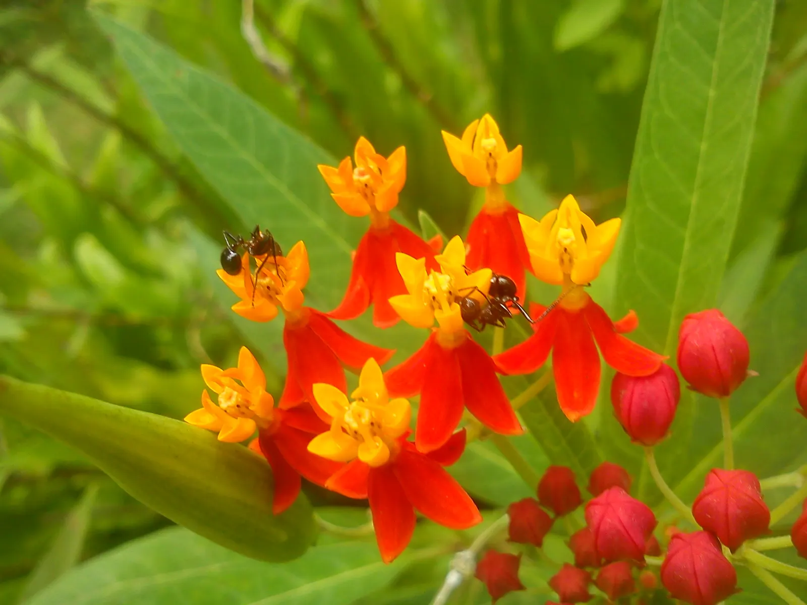 Tropical Milkweed (Asclepias Curassavica) — so caution is advised when handling; perennial for full, image 69