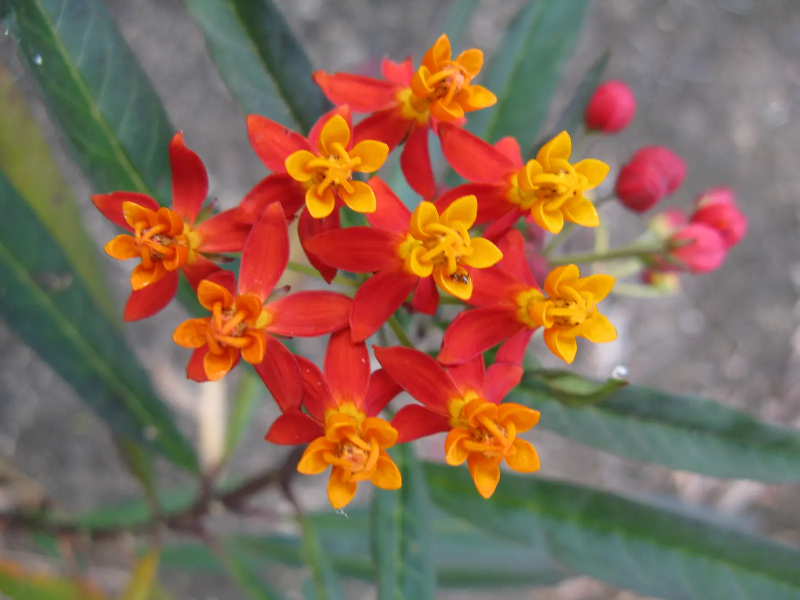Tropical Milkweed (Asclepias Curassavica) — which bloom prolifically from early summer until the first frost; as an integral plant for pollinators, image 133