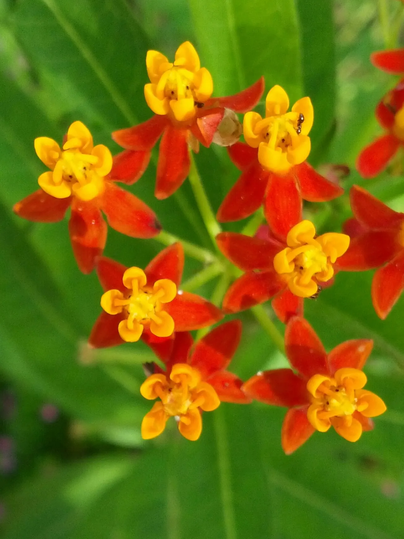 Tropical Milkweed (Asclepias Curassavica) — making it suitable for medium-sized garden spaces or as an accent in larger landscapes; it is advised, image 130