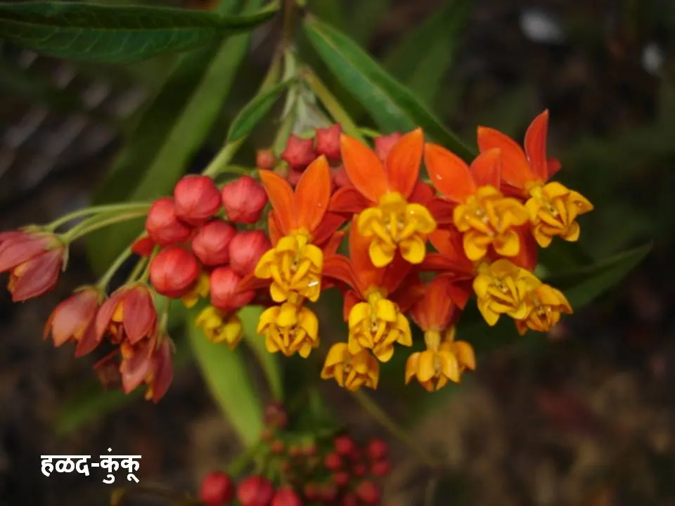 Tropical Milkweed (Asclepias Curassavica) — Its standout feature is the bold; it boasts fiery orange and red flowers, image 59