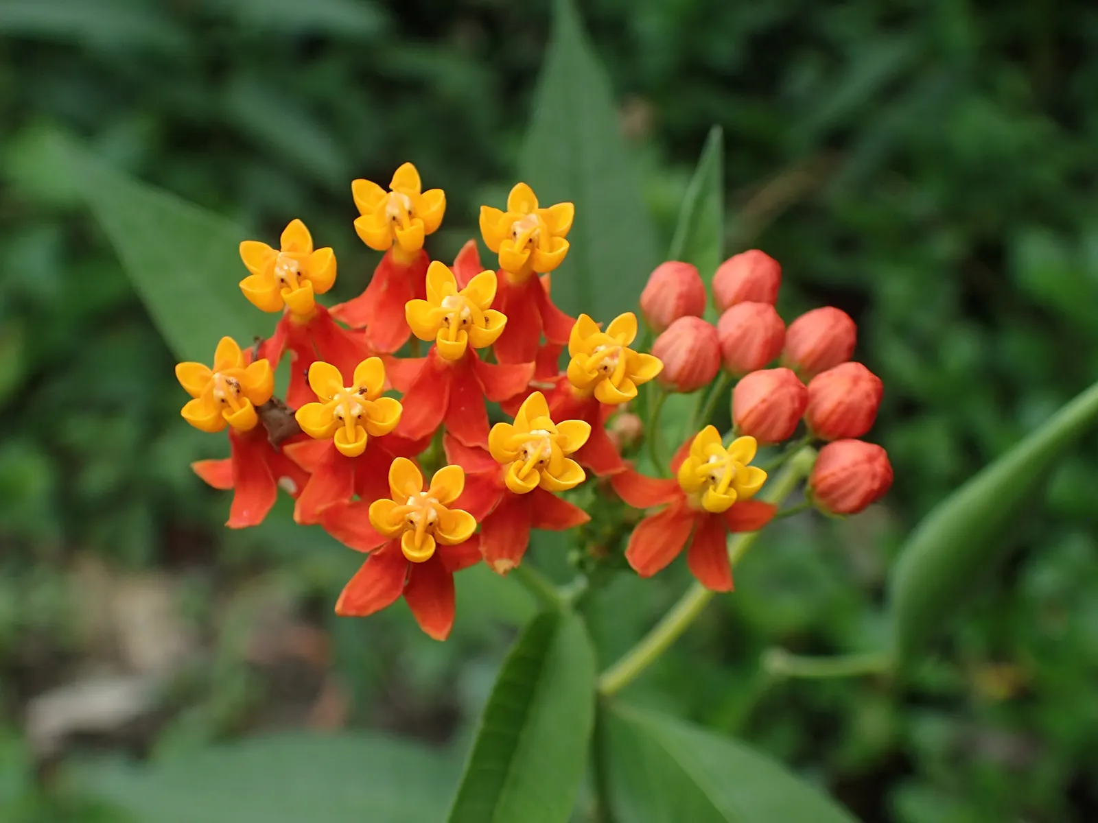 Tropical Milkweed (Asclepias Curassavica) — orange and red and yellow flowers in the garden; space 18-24 inches apart in well-draining soil for an, image 142