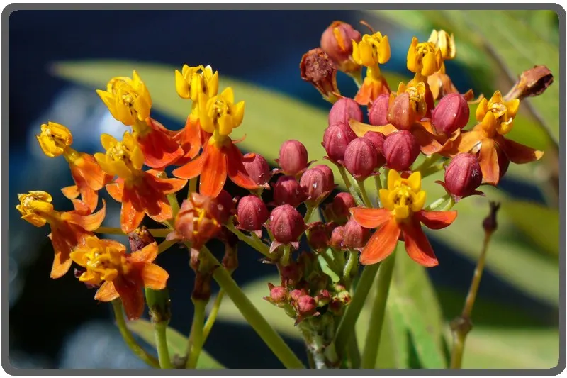 Tropical Milkweed (Asclepias Curassavica) — which bloom prolifically from early summer until the first frost