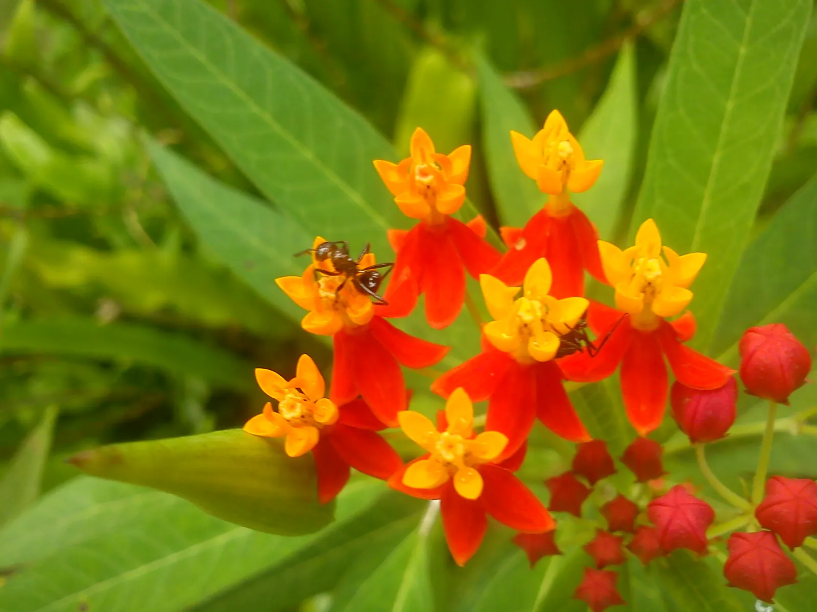 Tropical Milkweed (Asclepias Curassavica) — serving as a host for their larvae; with a deep green hue that contrasts beautifully against the fiery, image 78