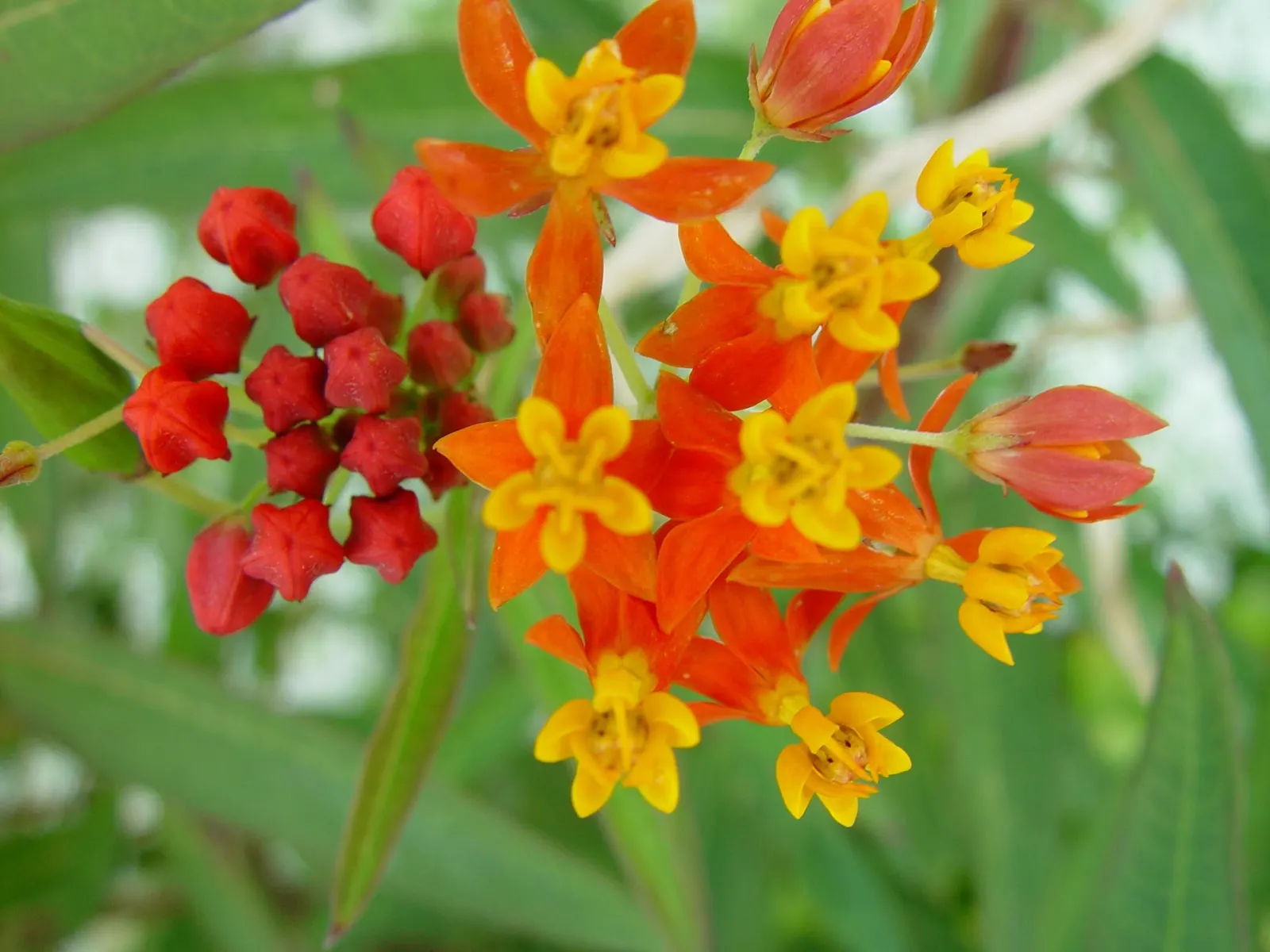 Tropical Milkweed (Asclepias Curassavica) — Tropical Milkweed, Asclepias curassavica, is a vibrant perennial, flourishing up to 4ft tall; creating, image 121