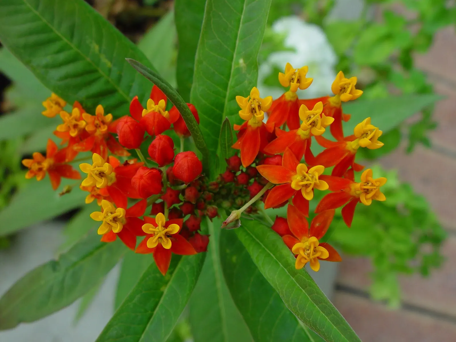 Tropical Milkweed (Asclepias Curassavica) — perennial with orange and red and yellow blooms; measuring approximately 4 to 6 inches in length, image 143