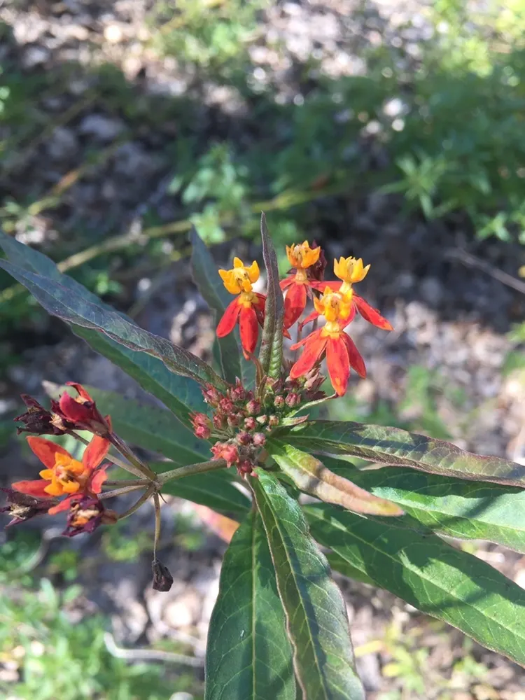 Tropical Milkweed (Asclepias Curassavica) — serving as a host for their larvae; with a deep green hue that contrasts beautifully against the fiery, image 126