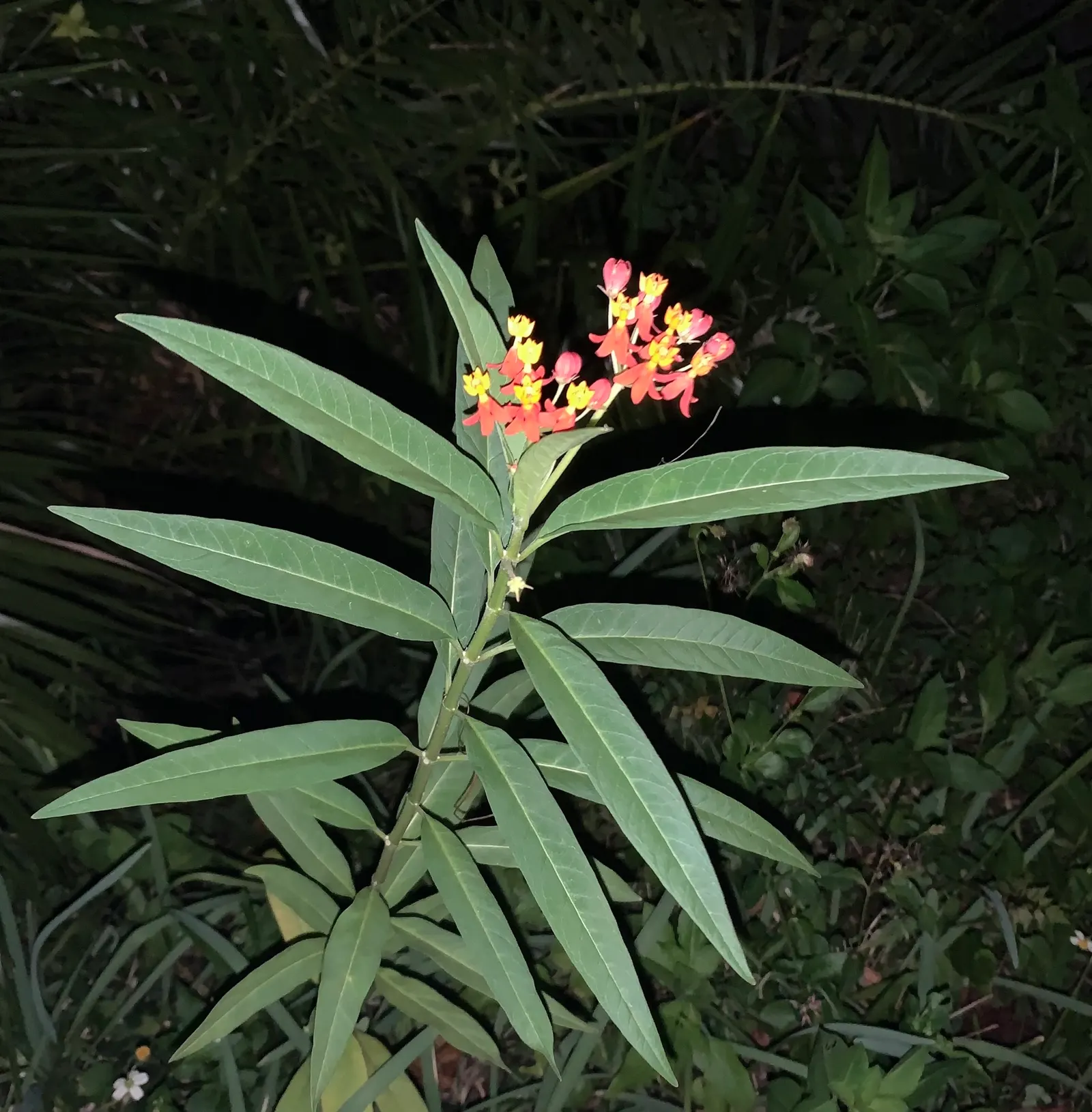 Tropical Milkweed (Asclepias Curassavica) — which bloom prolifically from early summer until the first frost; as an integral plant for pollinators, image 109