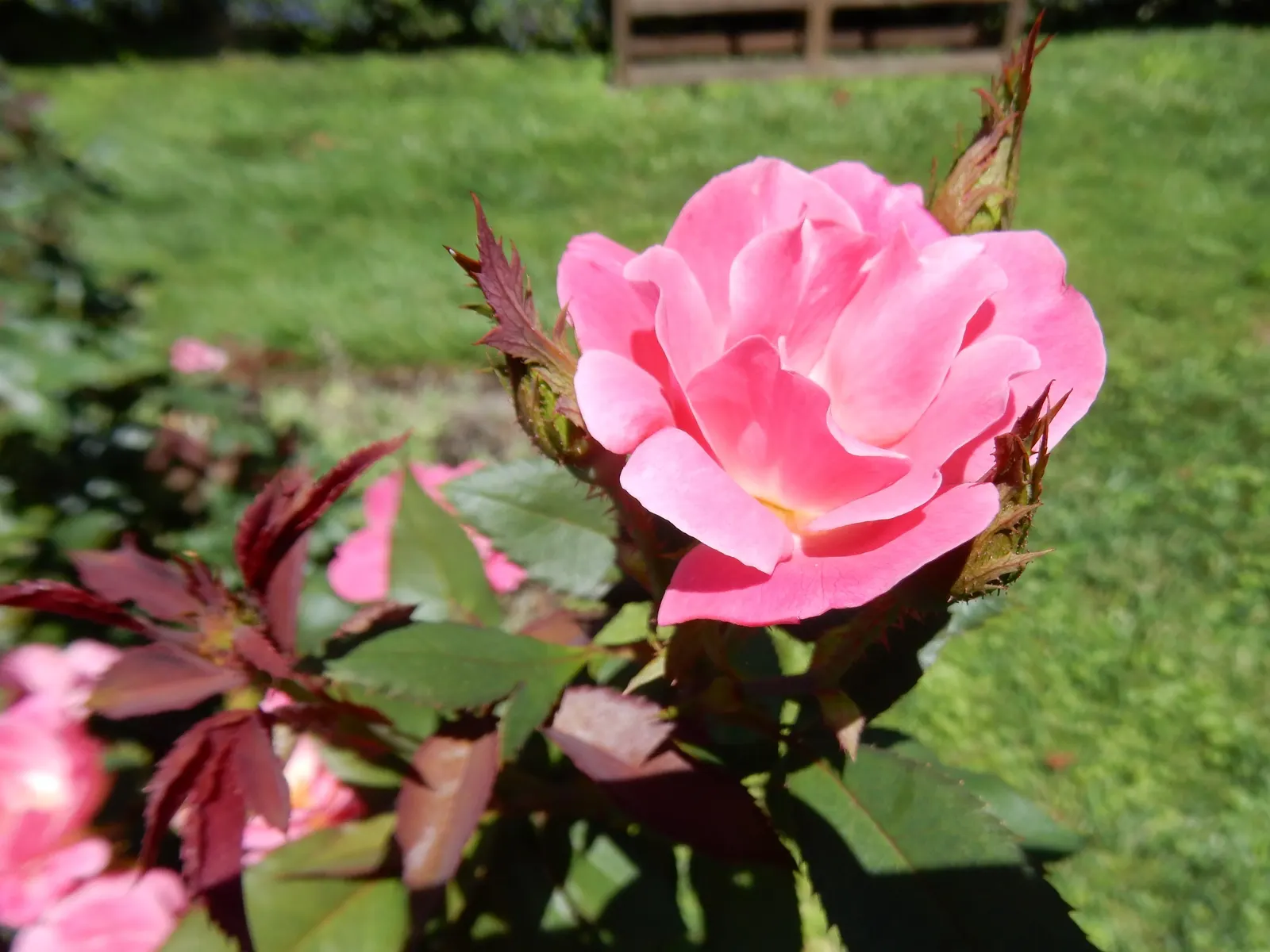 Pink Knock Out® Rose (Rosa 'Radcon' Knock Out) — The Pink Knock Out® Rose (Rosa 'Radcon') is a resilient shrub boasting vibrant, bubblegum-pink blooms