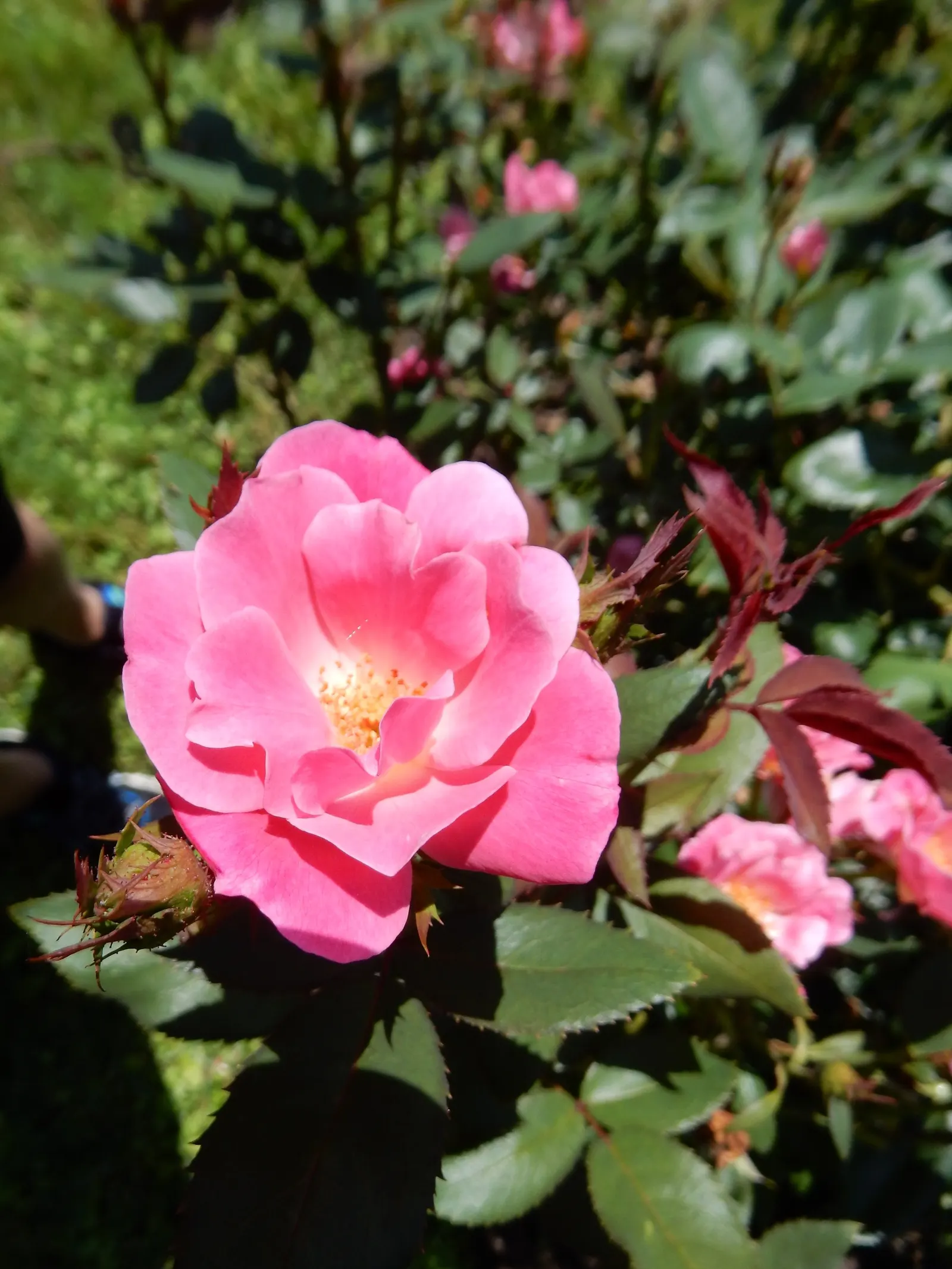 Pink Knock Out® Rose (Rosa 'Radcon' Knock Out) — It flourishes in zones 4-11, reaching 3-4 feet in height and width