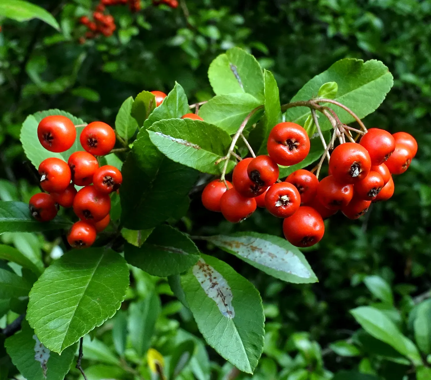 Mediterranean Pyracantha (Pyracantha Coccinea) — Famous for dense, thorny branches, it features glossy, dark green leaves