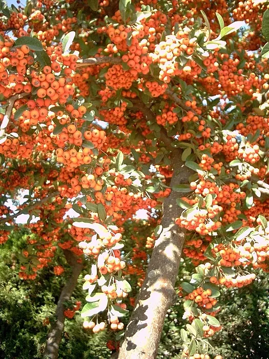Mediterranean Pyracantha (Pyracantha Coccinea) — These pomes ripen in late autumn and can persist well into the winter