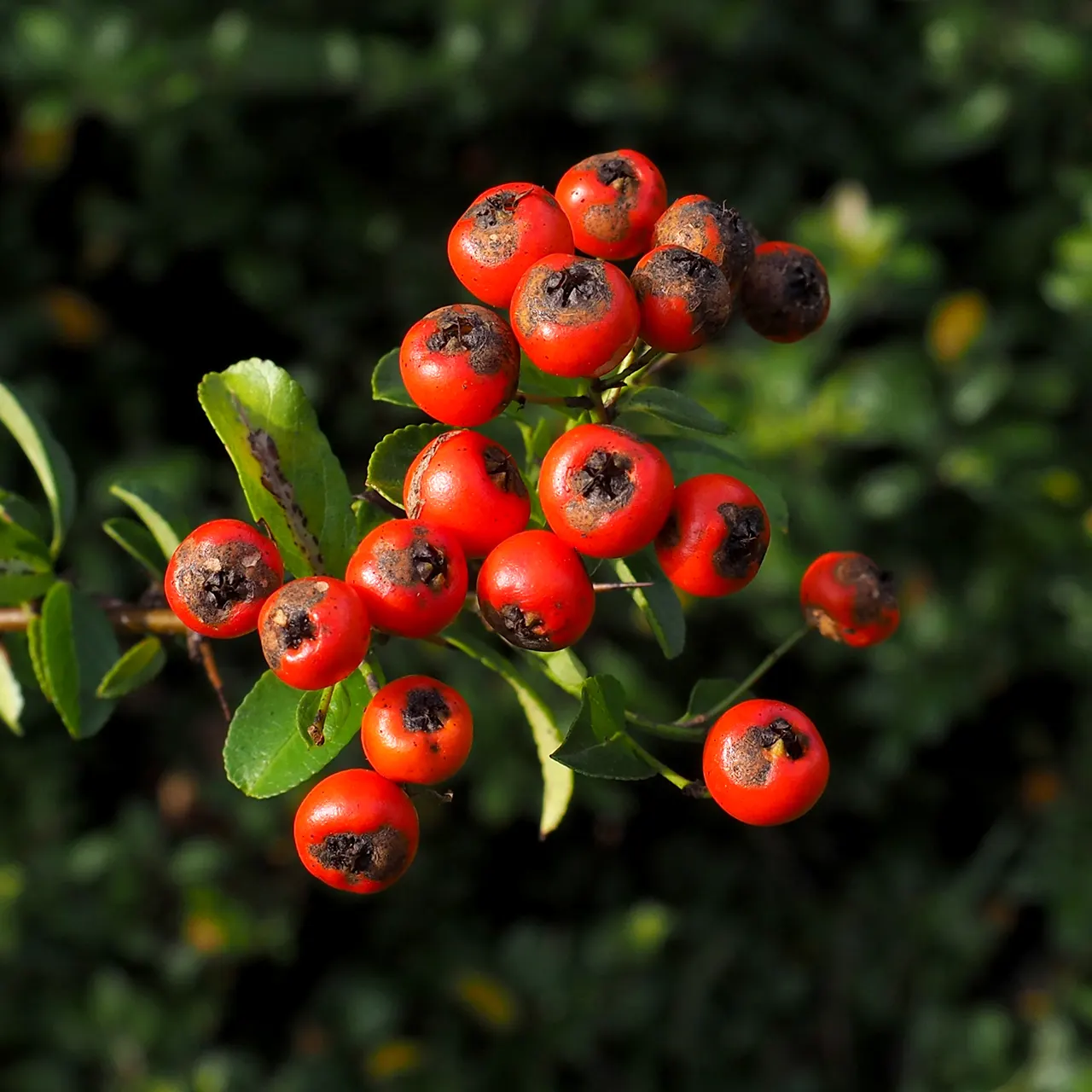 Mediterranean Pyracantha (Pyracantha Coccinea) — typically around 1 to 1.5 inches long