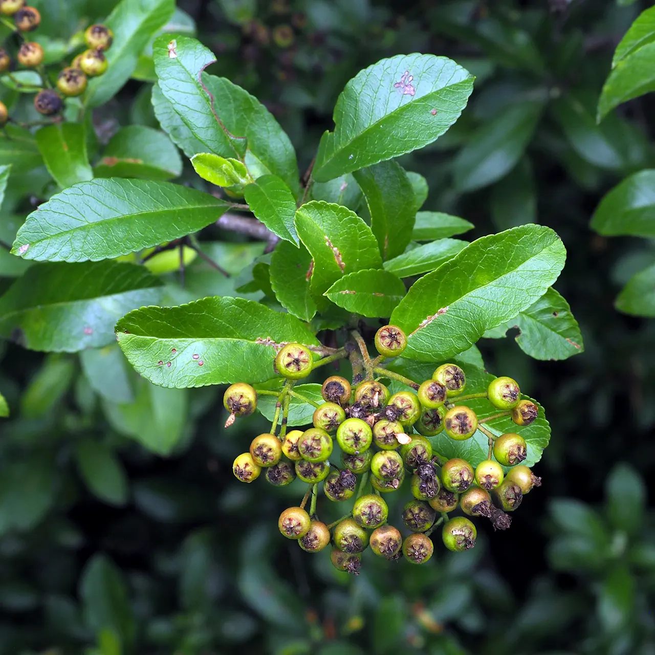Mediterranean Pyracantha (Pyracantha Coccinea) — Growing to an average height of 8 to 12 feet with a similar spread