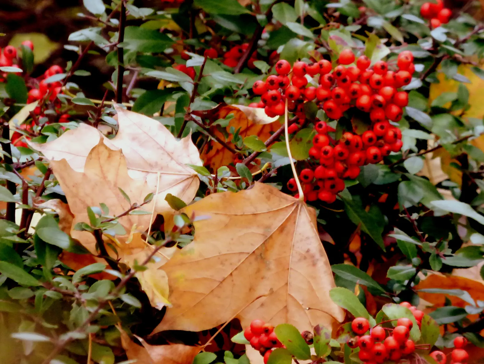 Mediterranean Pyracantha (Pyracantha Coccinea) — <br><br>In late spring to early summer, the shrub bursts into a profusion of white blossoms