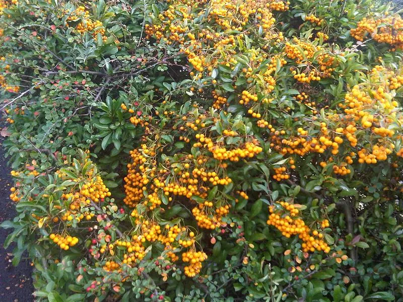 Mediterranean Pyracantha (Pyracantha Coccinea) — providing striking contrast and a feast for local birds; it can be tailored through pruning to fit specific