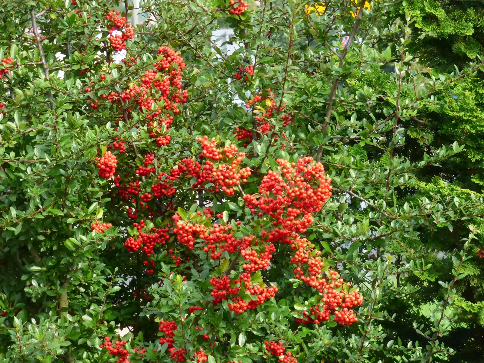 Mediterranean Pyracantha (Pyracantha Coccinea) — resilient evergreen shrub that provides year-long interest and robust character to any landscape, image 37